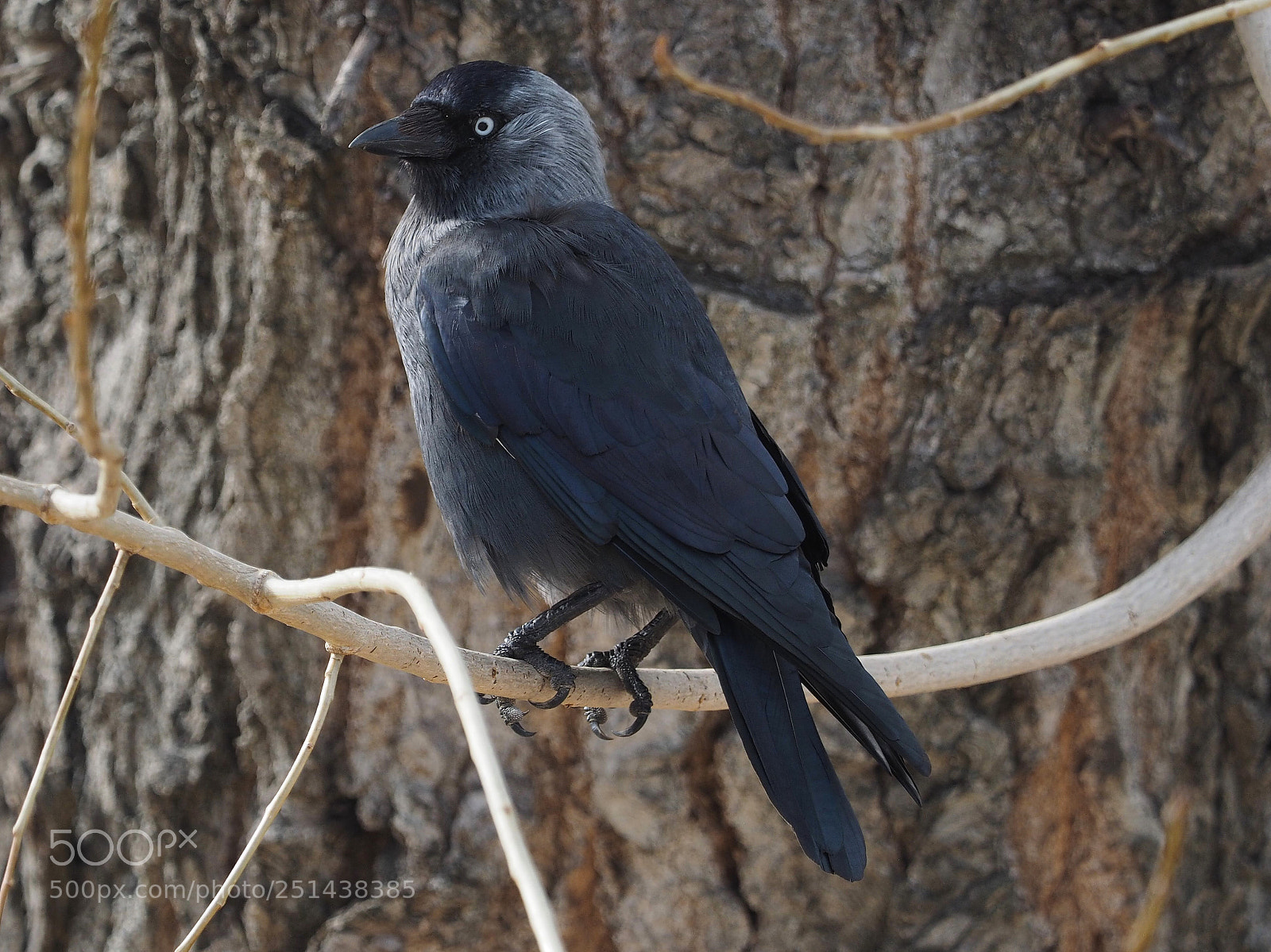 Olympus OM-D E-M1 sample photo. Grajilla occidental (corvus monedula) photography