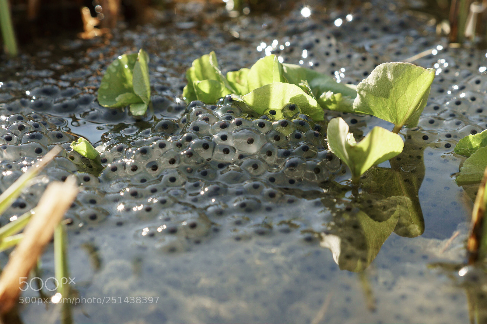 Sony a6300 sample photo. Frog spawn enjoying the photography