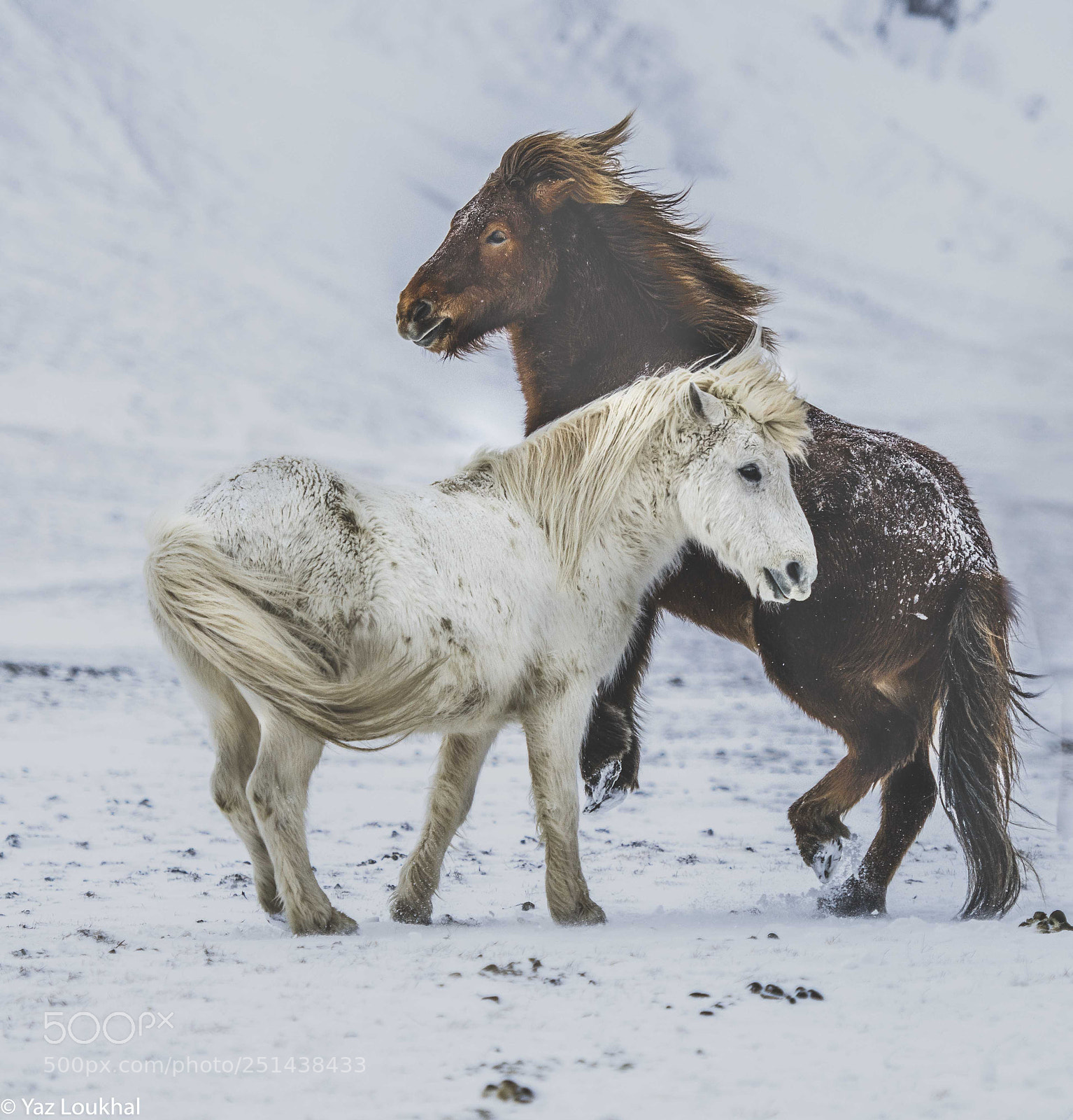 Nikon D850 sample photo. Icelandic horses photography