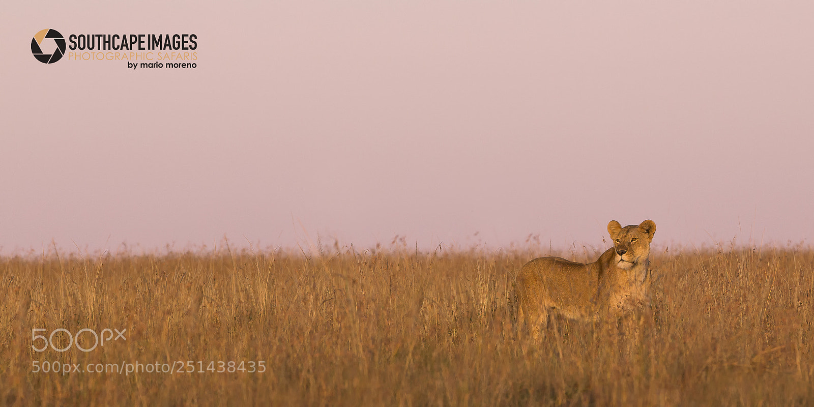 Canon EOS-1D X sample photo. Queen of mara north photography
