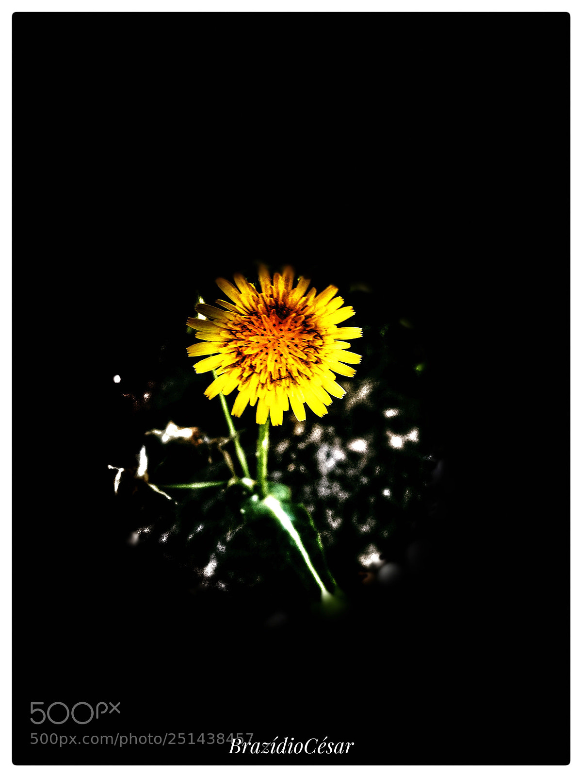 Apple iPhone 6s sample photo. Untitled photography