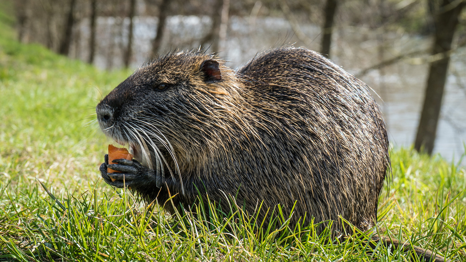 Sony a7S sample photo. Nidda nutria photography
