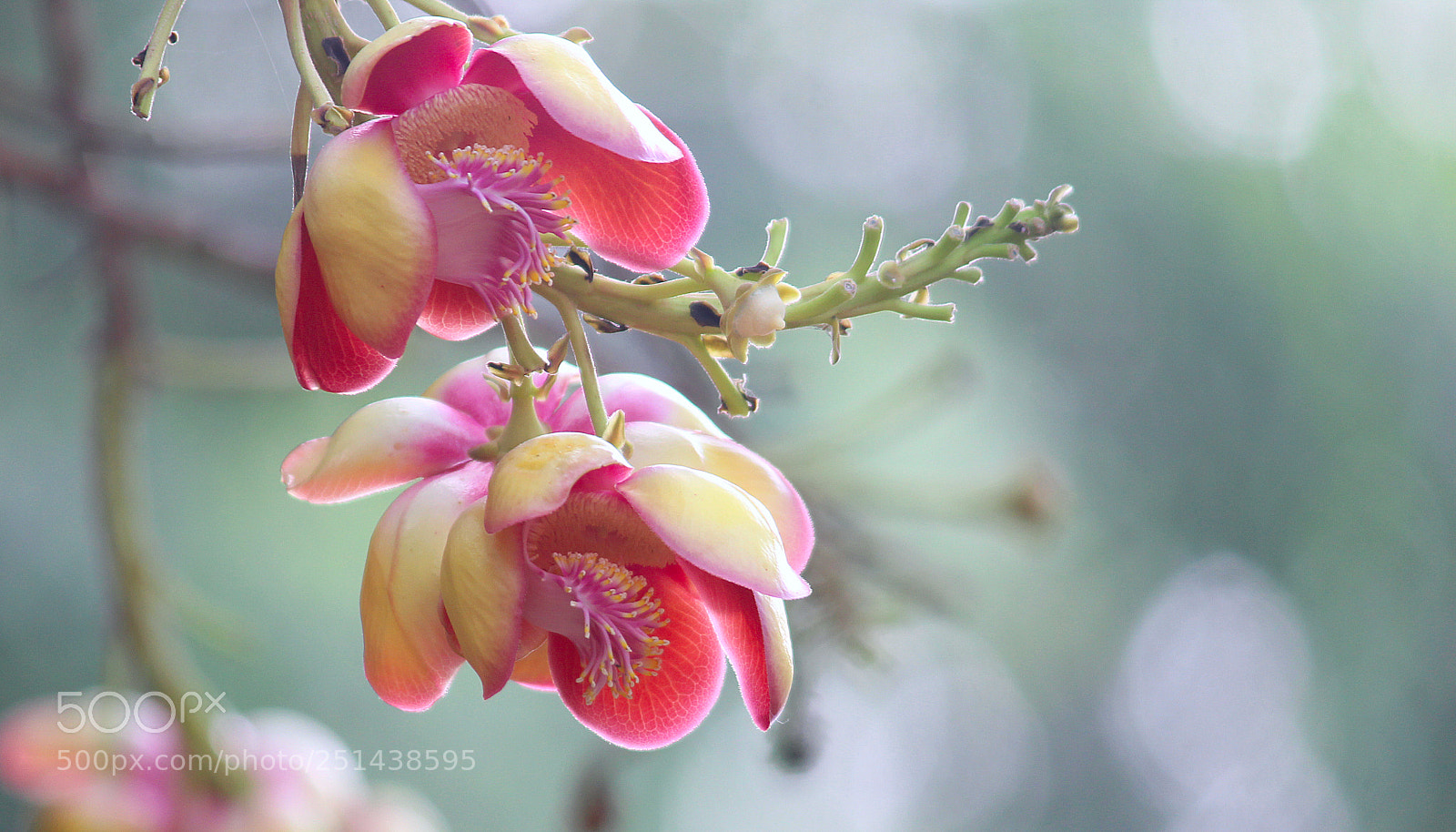 Canon EOS 600D (Rebel EOS T3i / EOS Kiss X5) sample photo. Couroupita guianensis photography