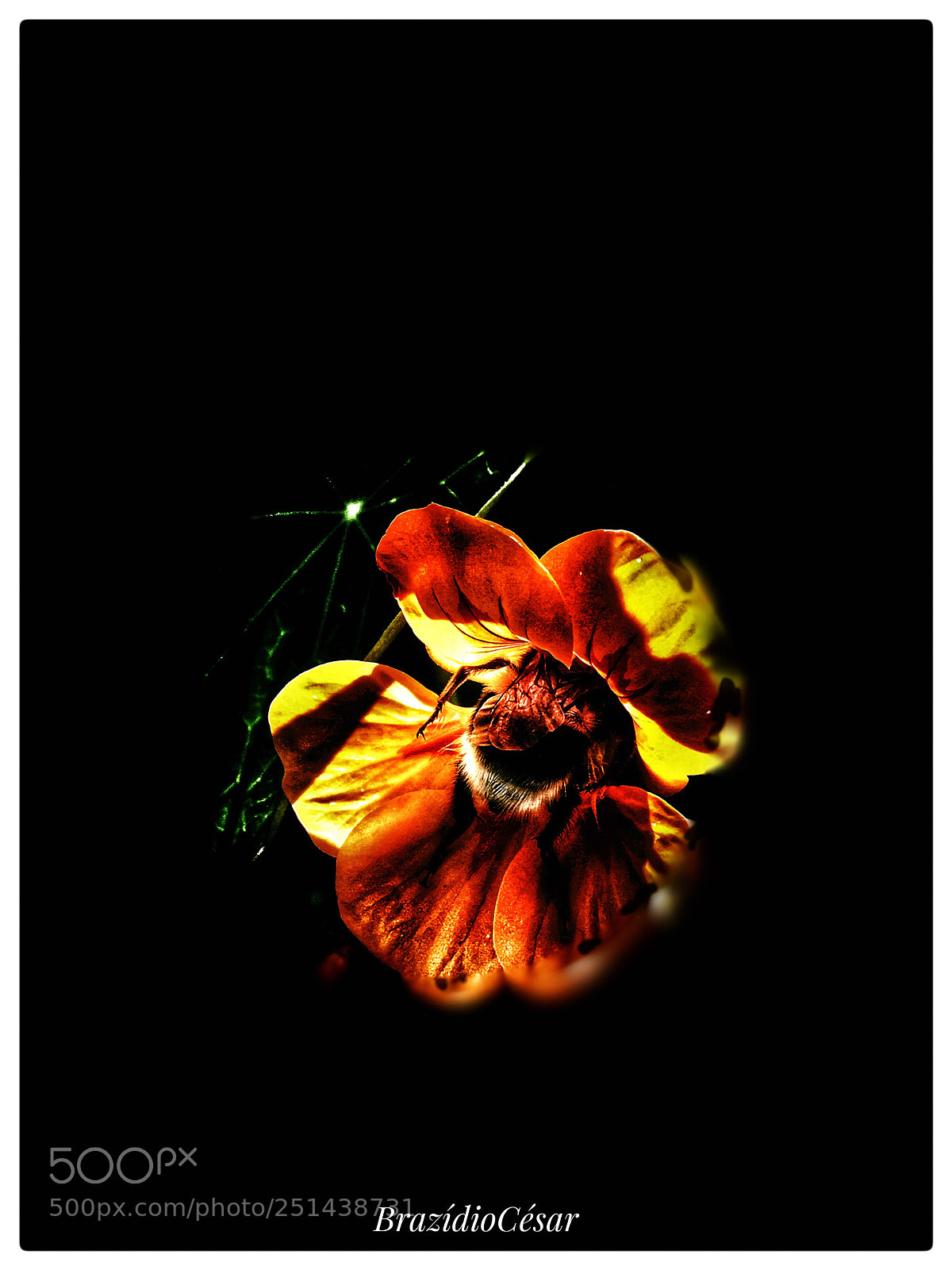 Apple iPhone 6s sample photo. Untitled photography