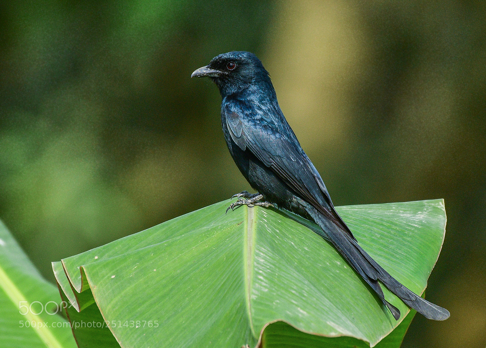 Nikon D500 sample photo. Black drongo photography