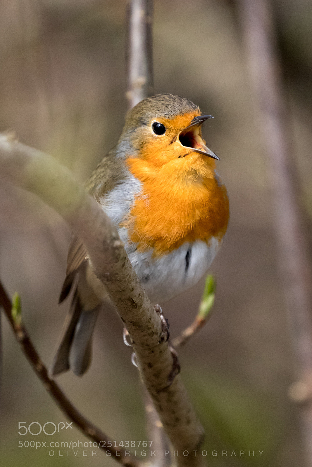 Canon EOS 80D sample photo. Another singing robin photography