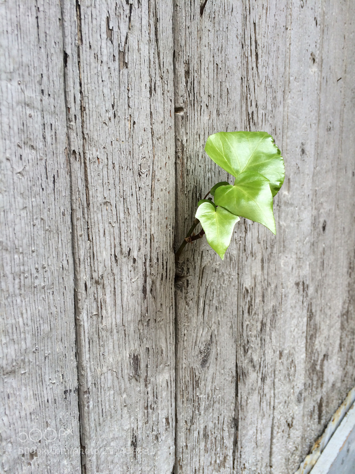 Apple iPhone 5s sample photo. The nature goes across photography