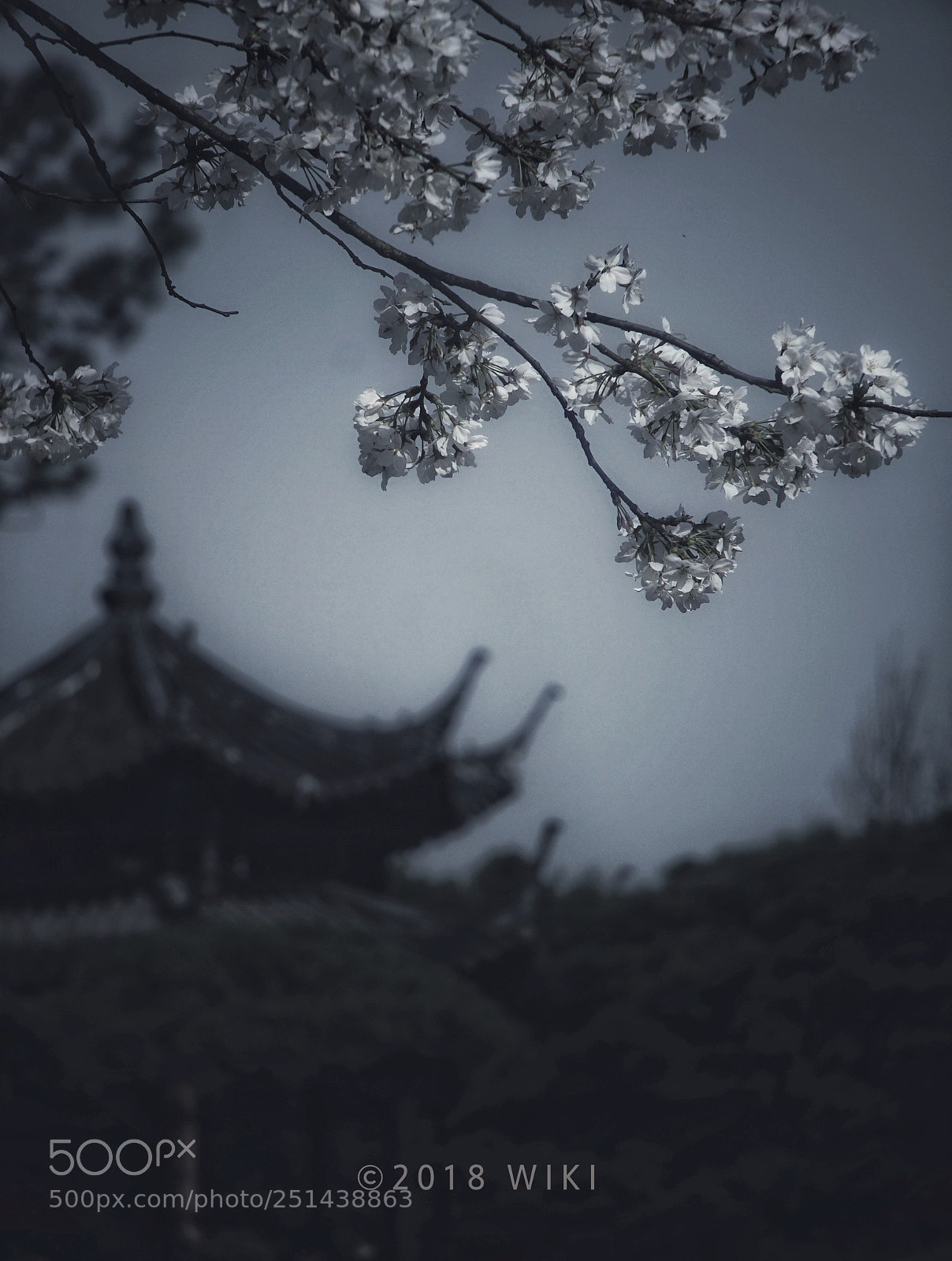 Sony a5100 sample photo. Sakura photography