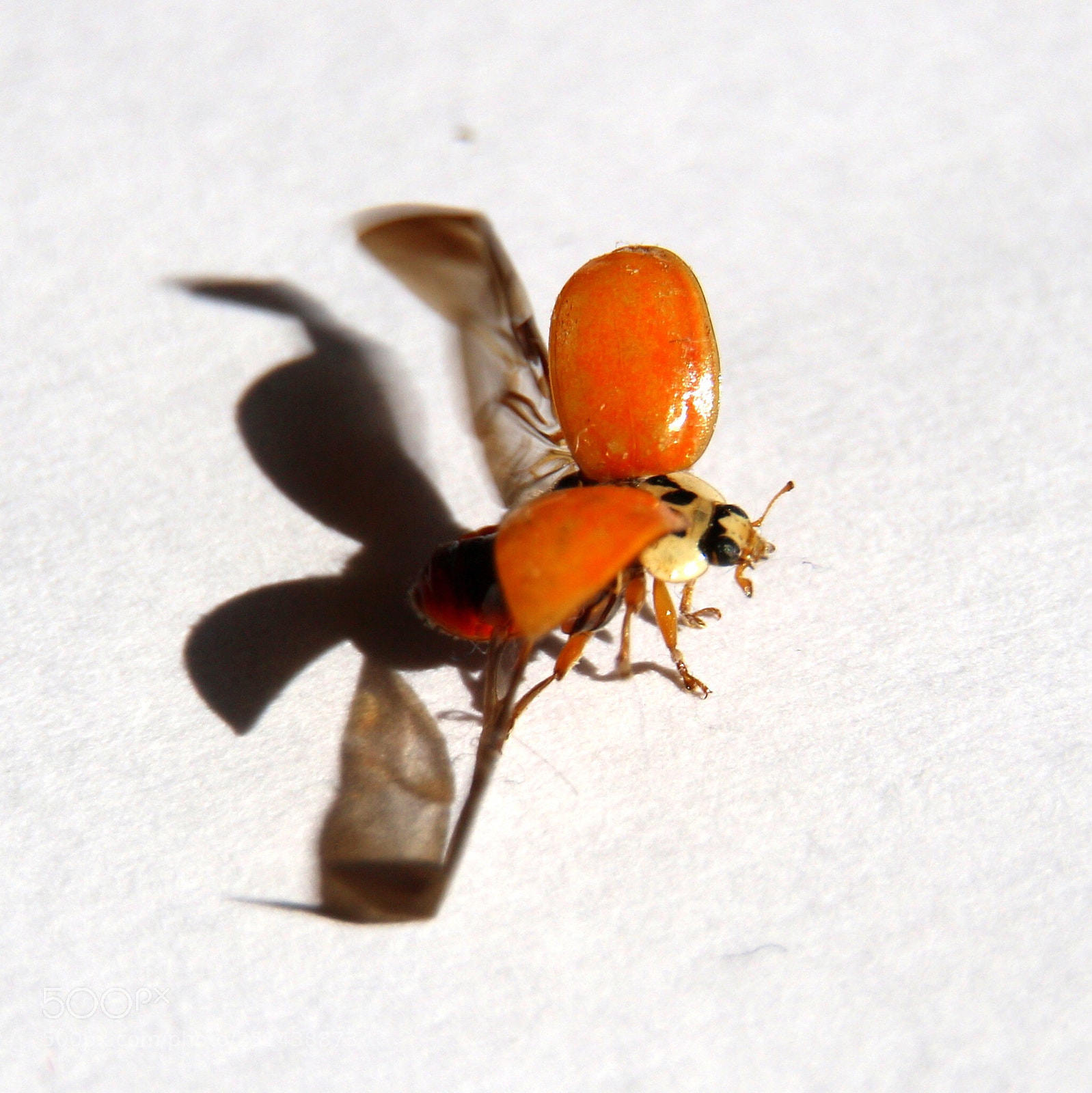 Canon EOS 650D (EOS Rebel T4i / EOS Kiss X6i) sample photo. Starting ladybug photography