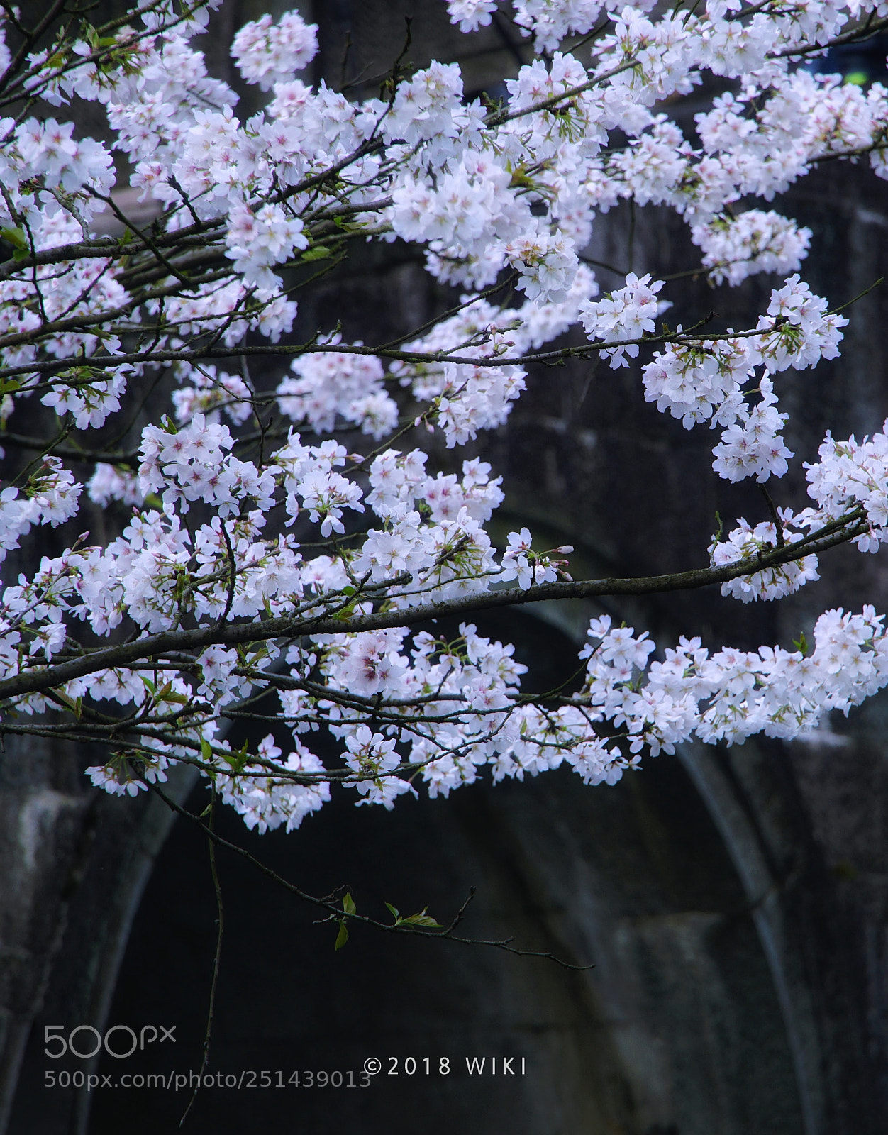 Sony a5100 sample photo. Sakura photography