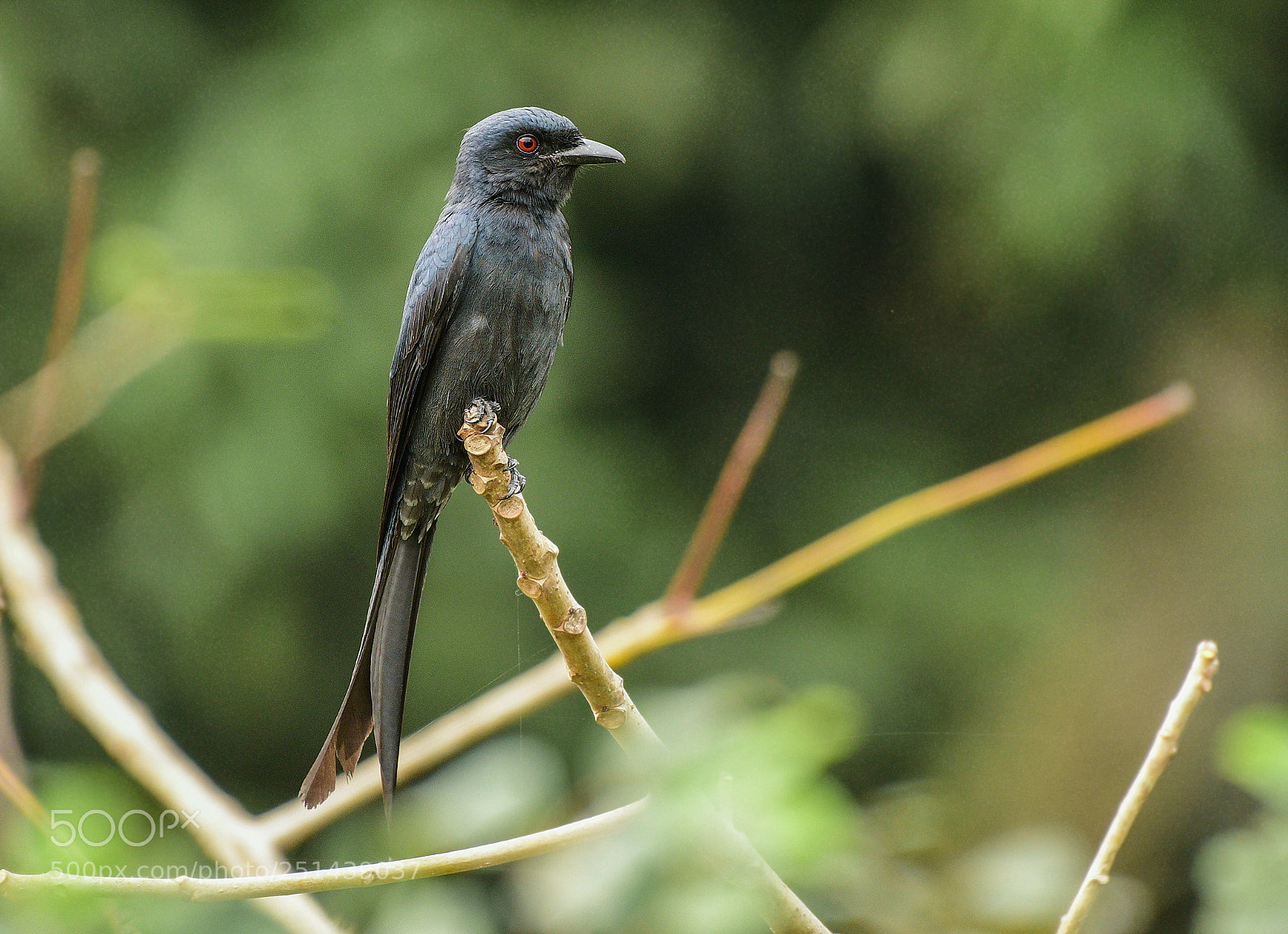 Nikon D500 sample photo. Ashy drongo photography