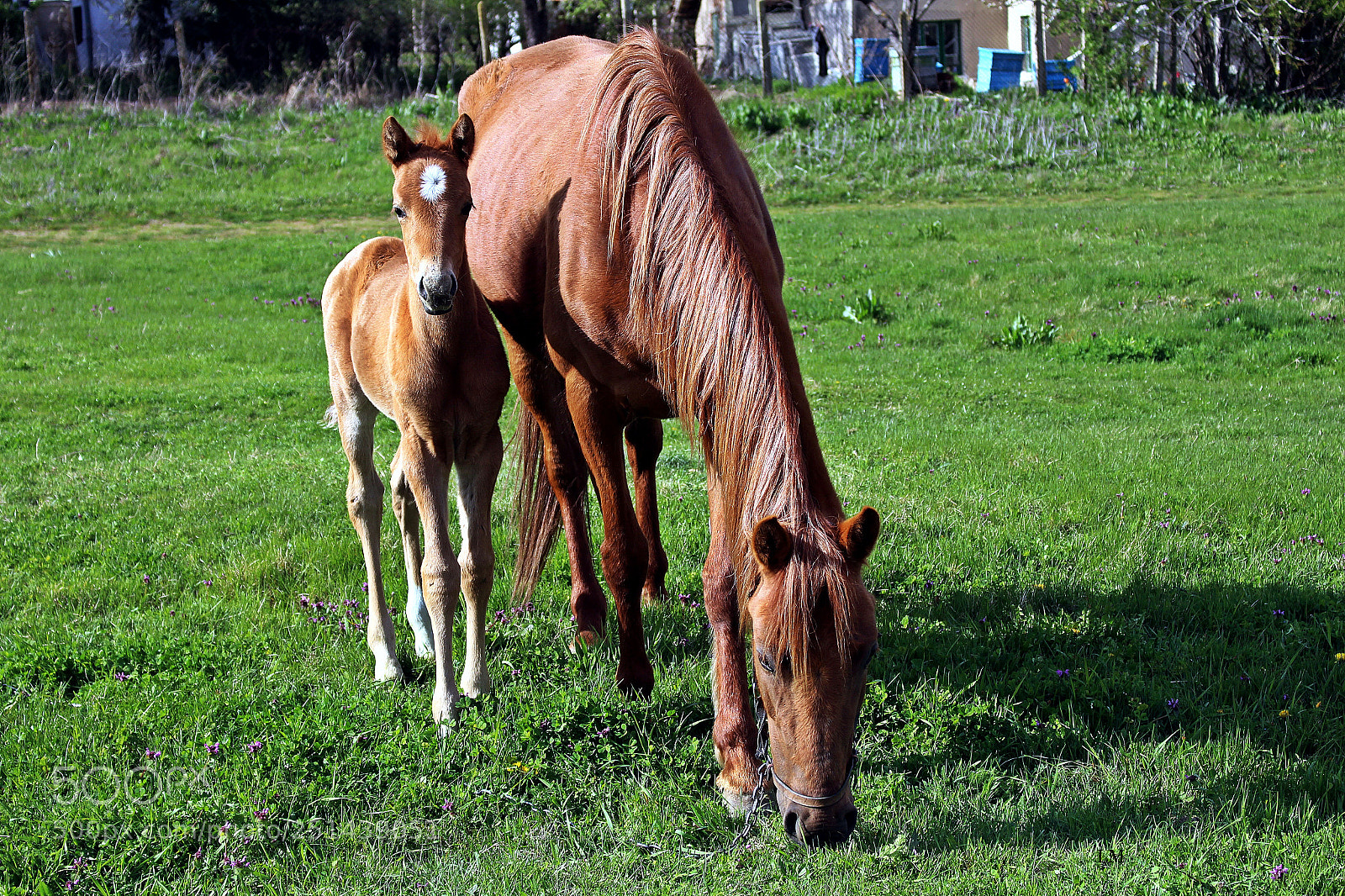 Canon EOS 700D (EOS Rebel T5i / EOS Kiss X7i) sample photo. Horses photography