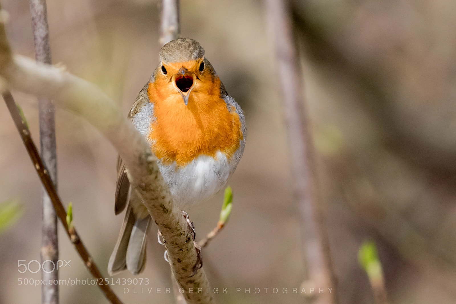Canon EOS 80D sample photo. A real songbird photography