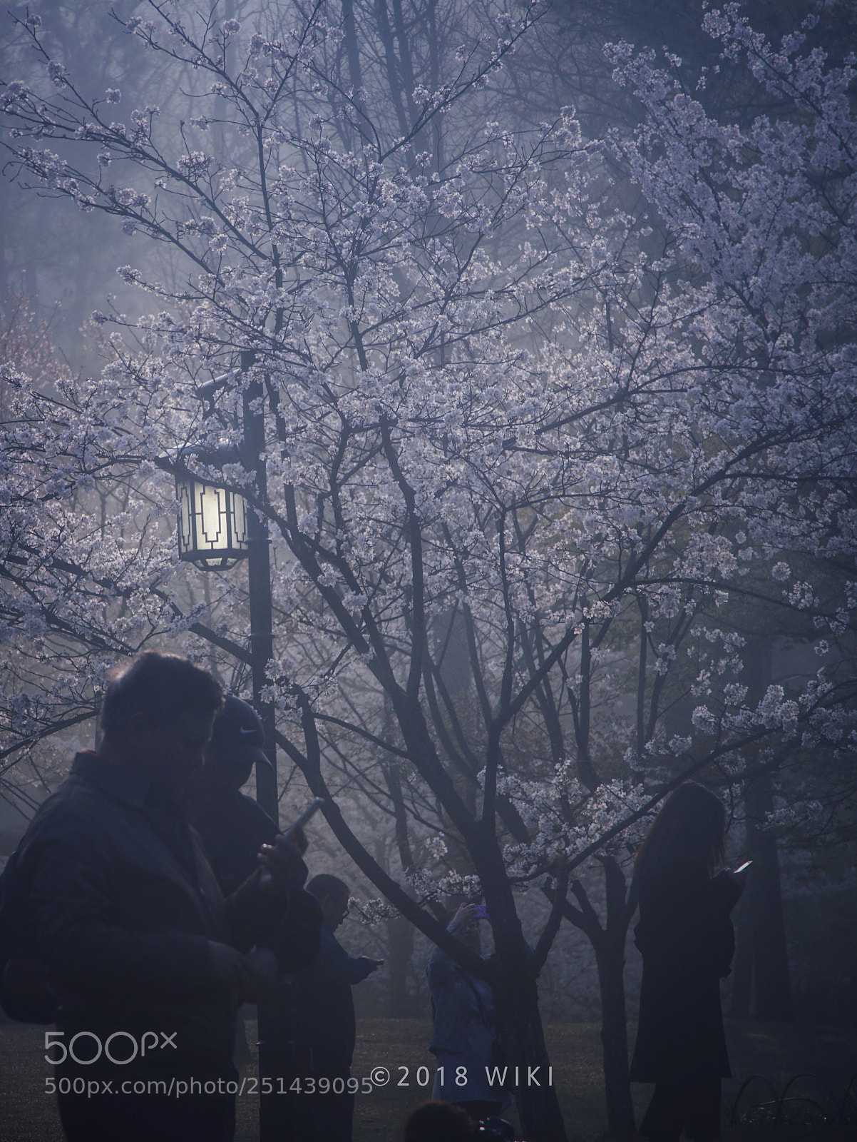 Sony a5100 sample photo. Sakura photography