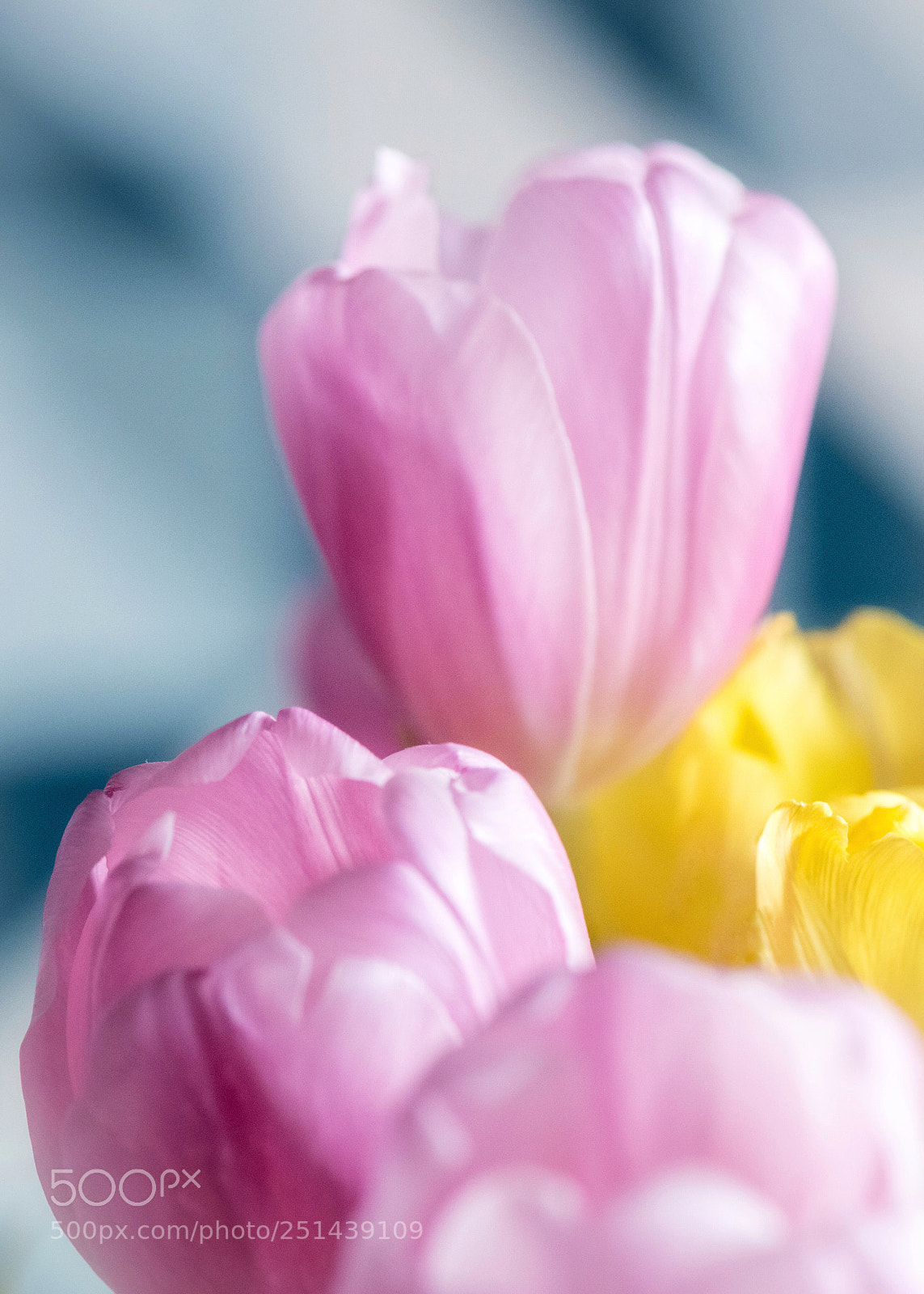 Nikon D850 sample photo. Pastel flowers photography