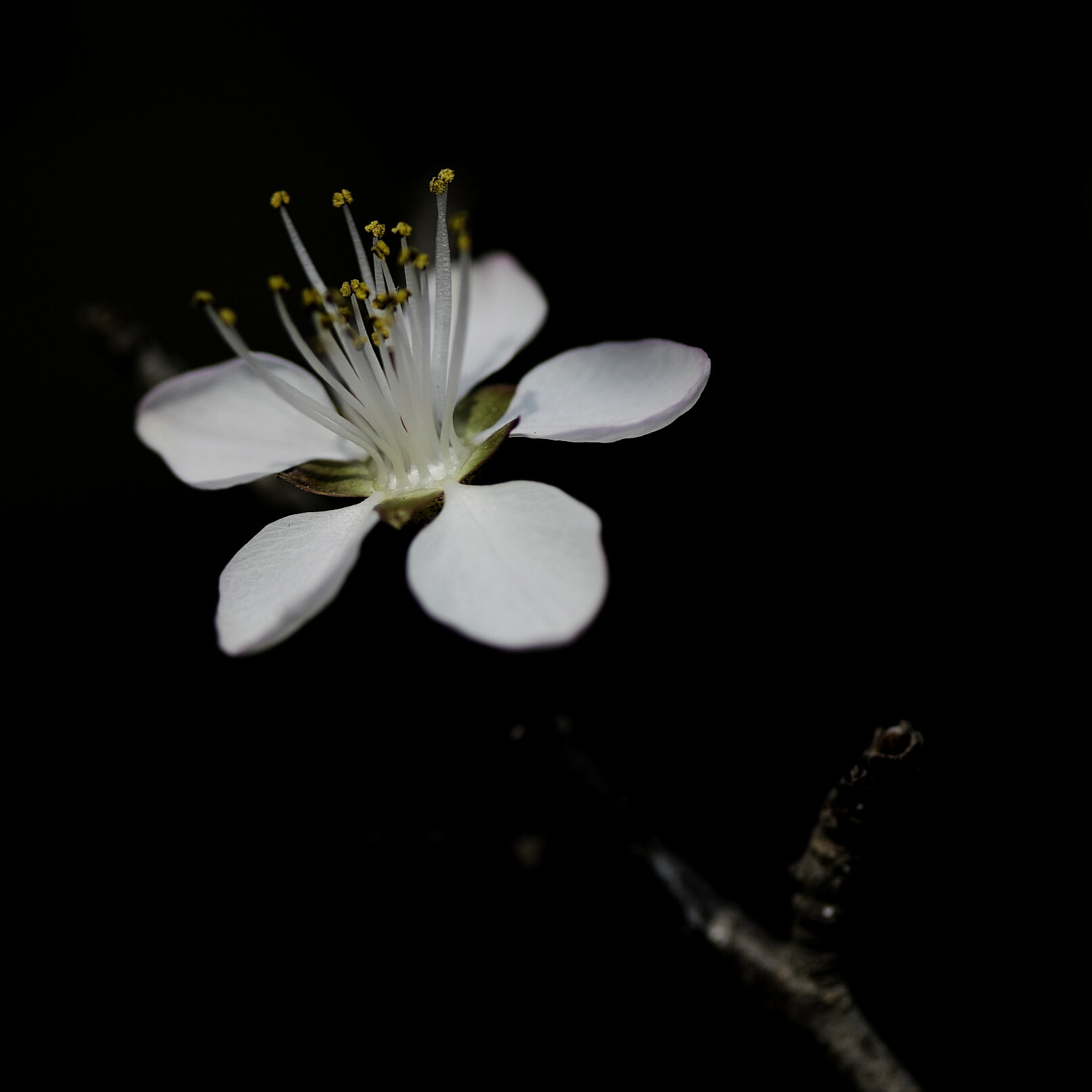 Nikon AF-S Micro-Nikkor 105mm F2.8G IF-ED VR sample photo. Apricot flower photography