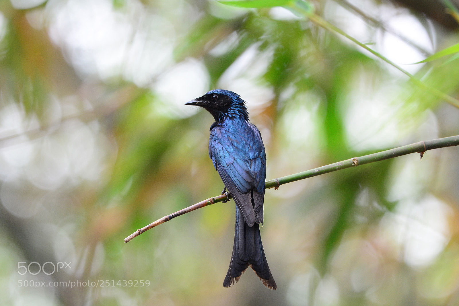 Nikon D7100 sample photo. Bronzed drongo photography
