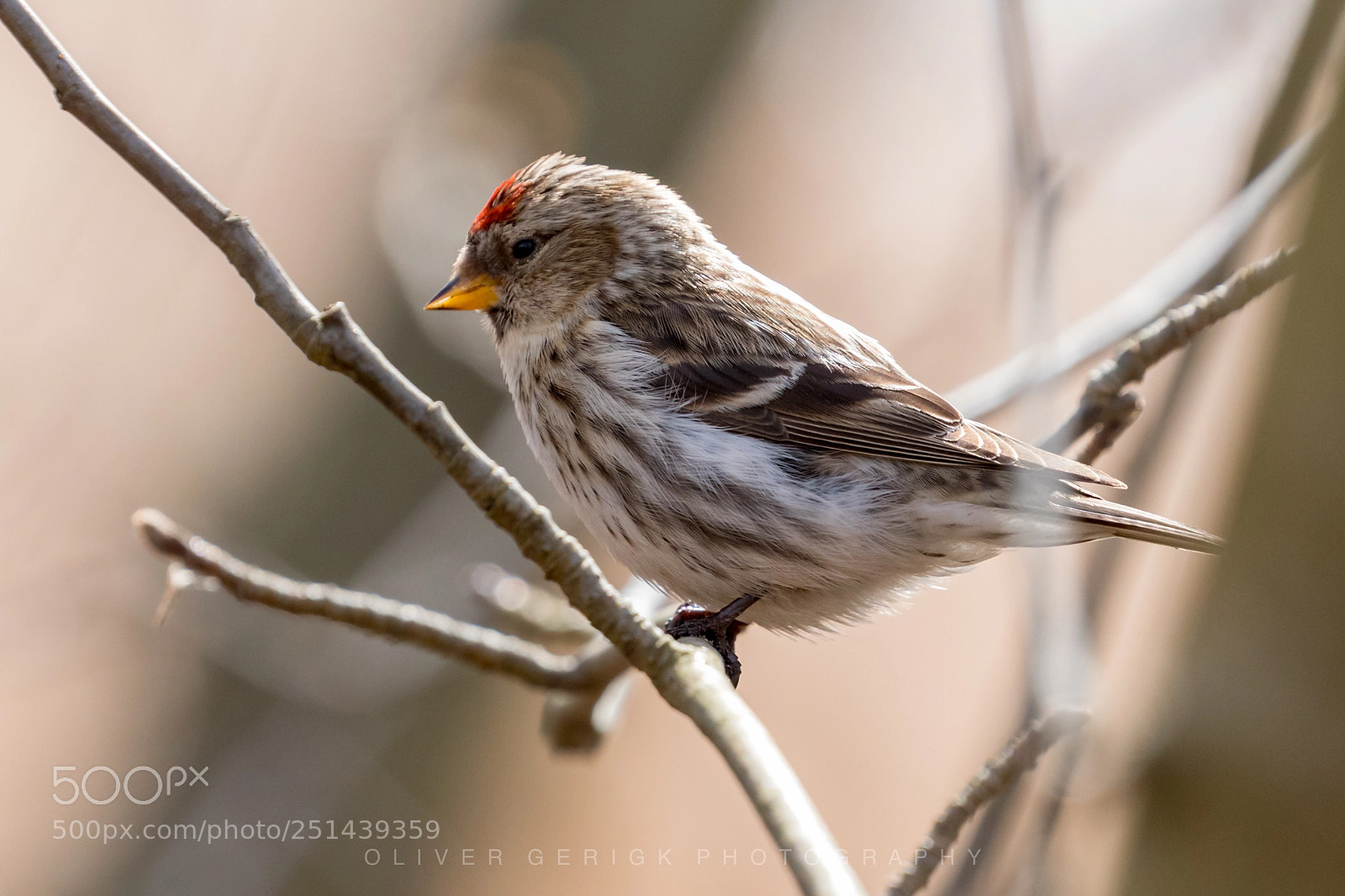 Canon EOS 80D sample photo. Common redpoll photography