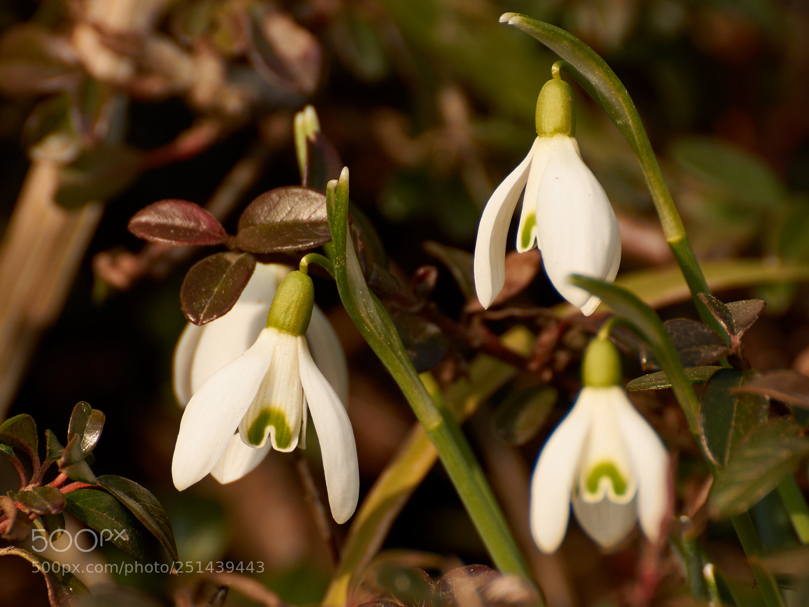 Sony SLT-A65 (SLT-A65V) sample photo. Three snowdrops photography