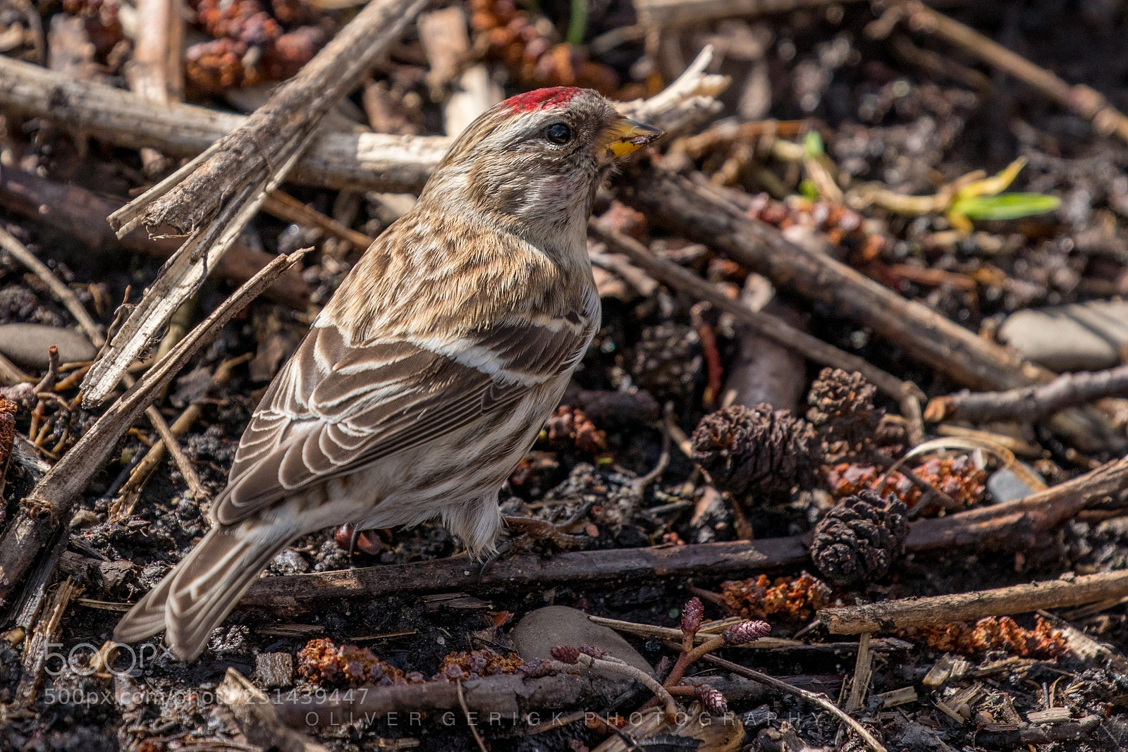 Canon EOS 80D sample photo. Common redpoll #2 photography