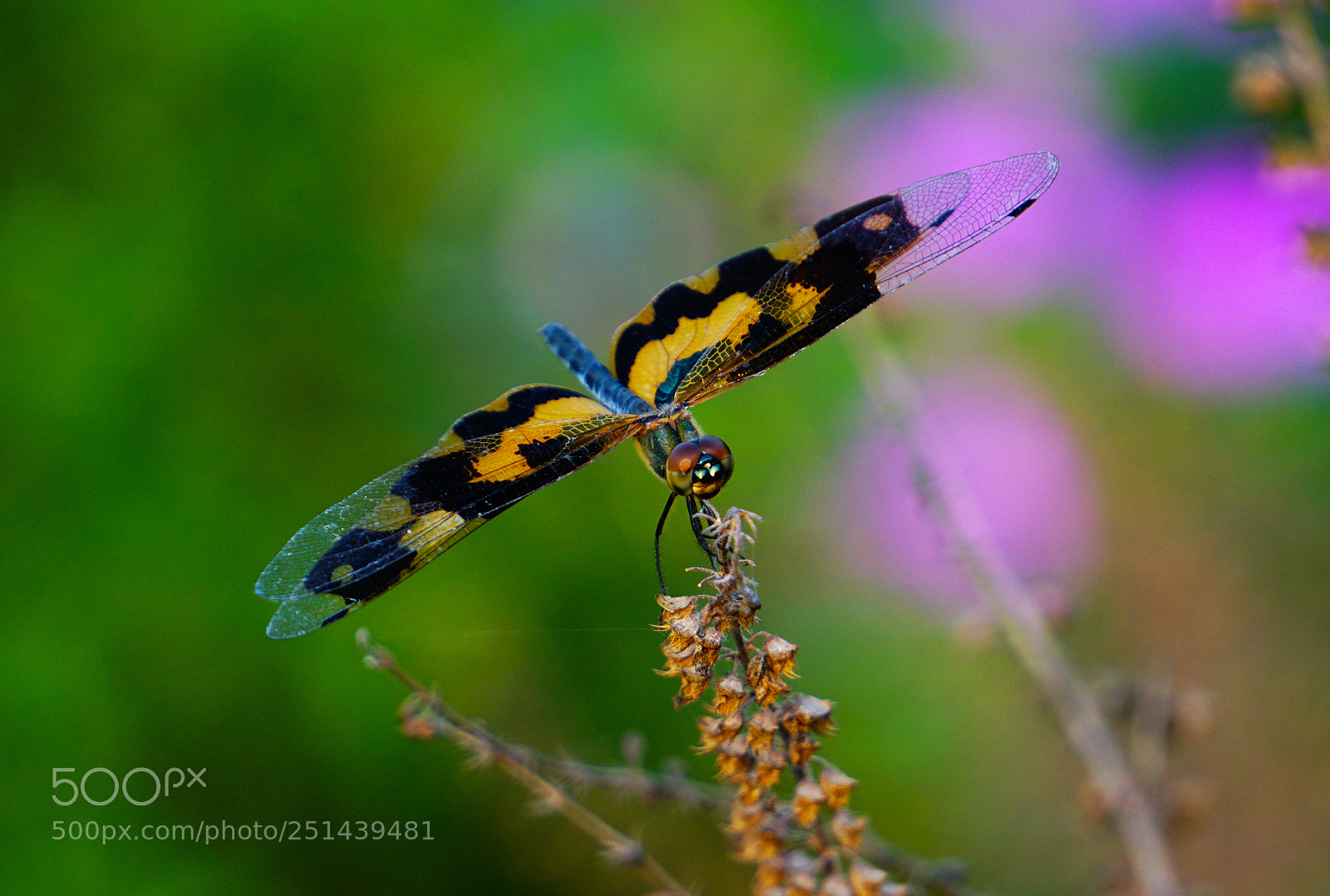 Sony a6000 sample photo. Close-up fly photography