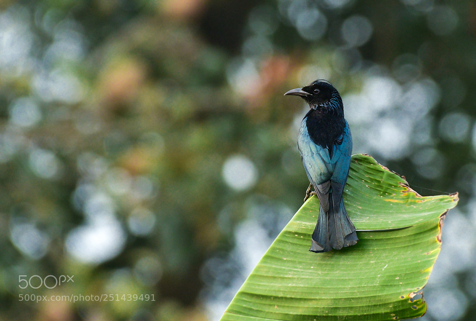 Nikon D500 sample photo. Hair crested drongo photography