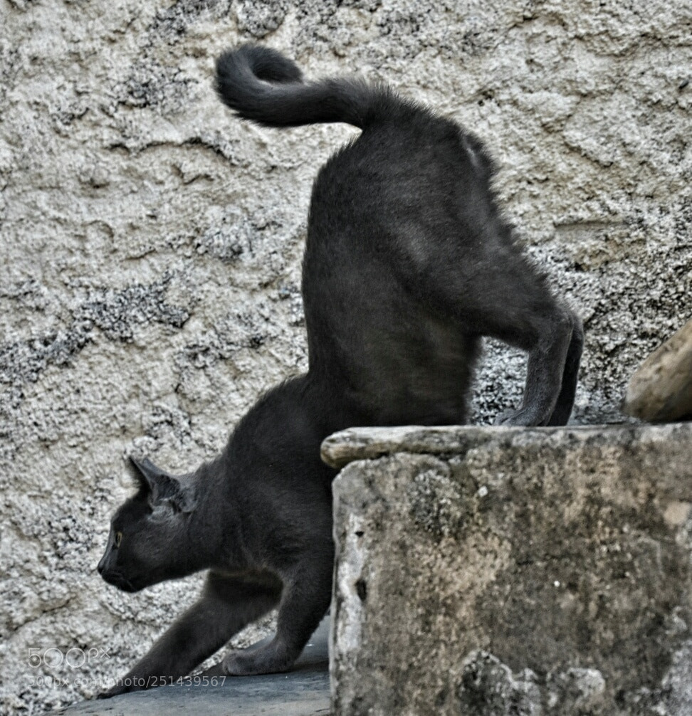 Nikon D7200 sample photo. Untitled photography
