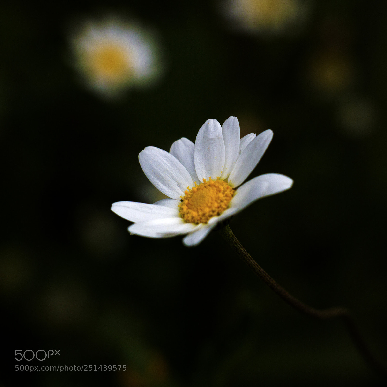 Canon EOS 700D (EOS Rebel T5i / EOS Kiss X7i) sample photo. Papatya photography