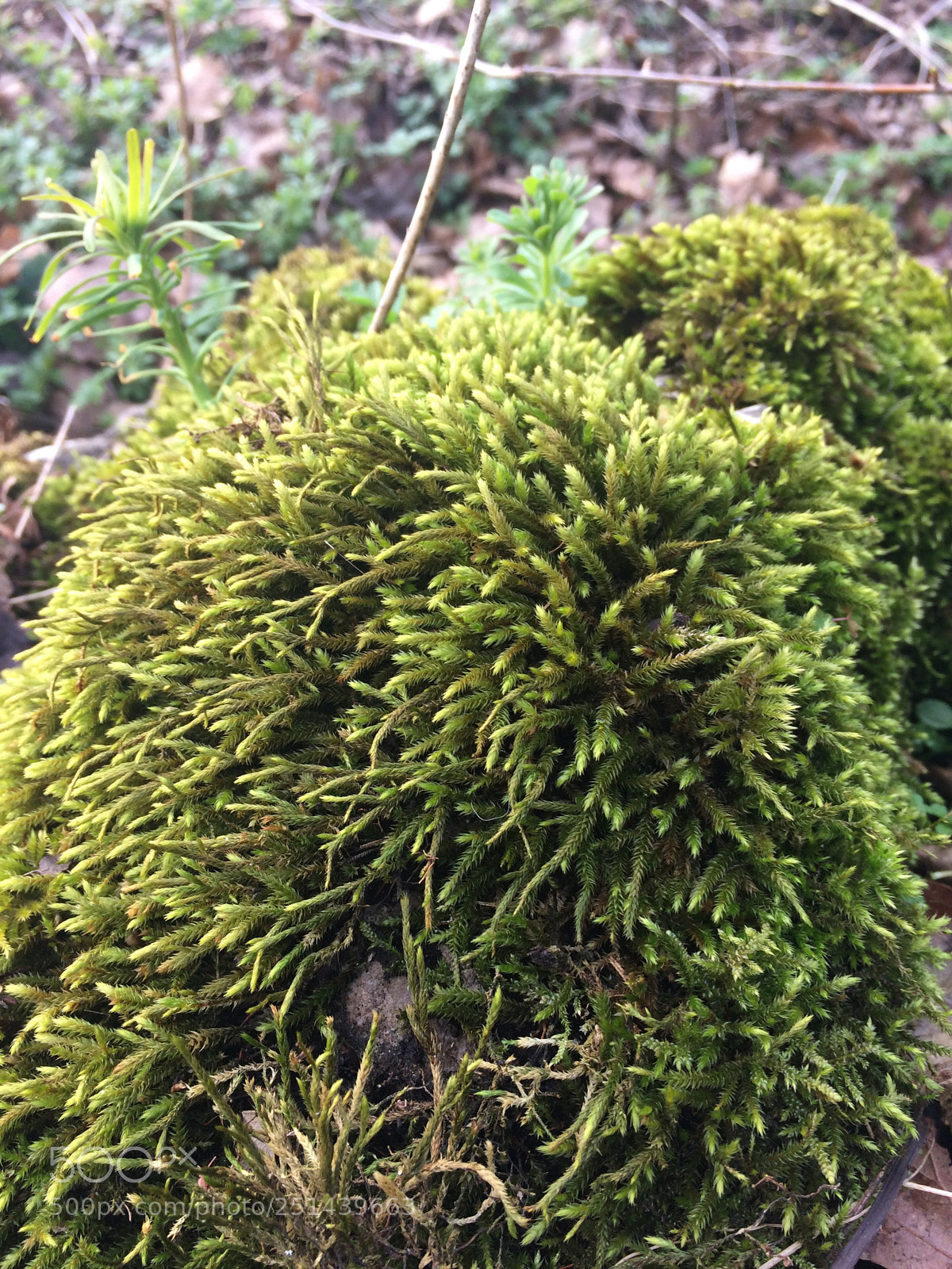 Apple iPhone 5s sample photo. Untitled photography