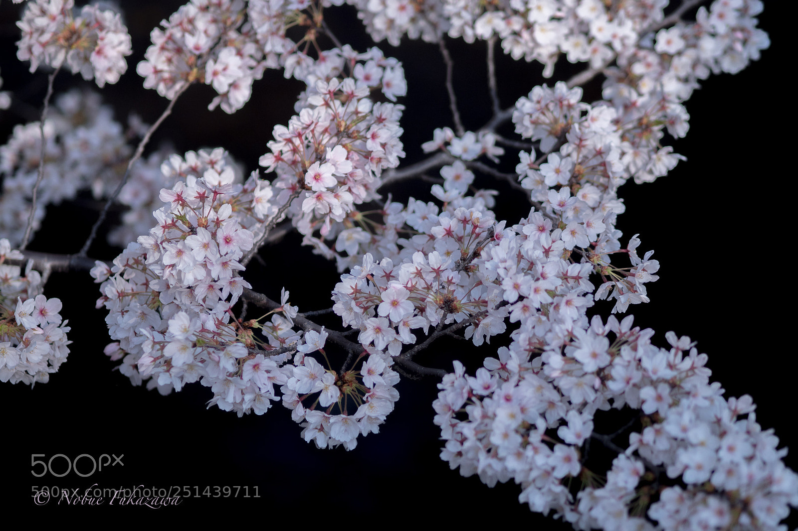 Olympus OM-D E-M1 Mark II sample photo. Sakura in the universe photography