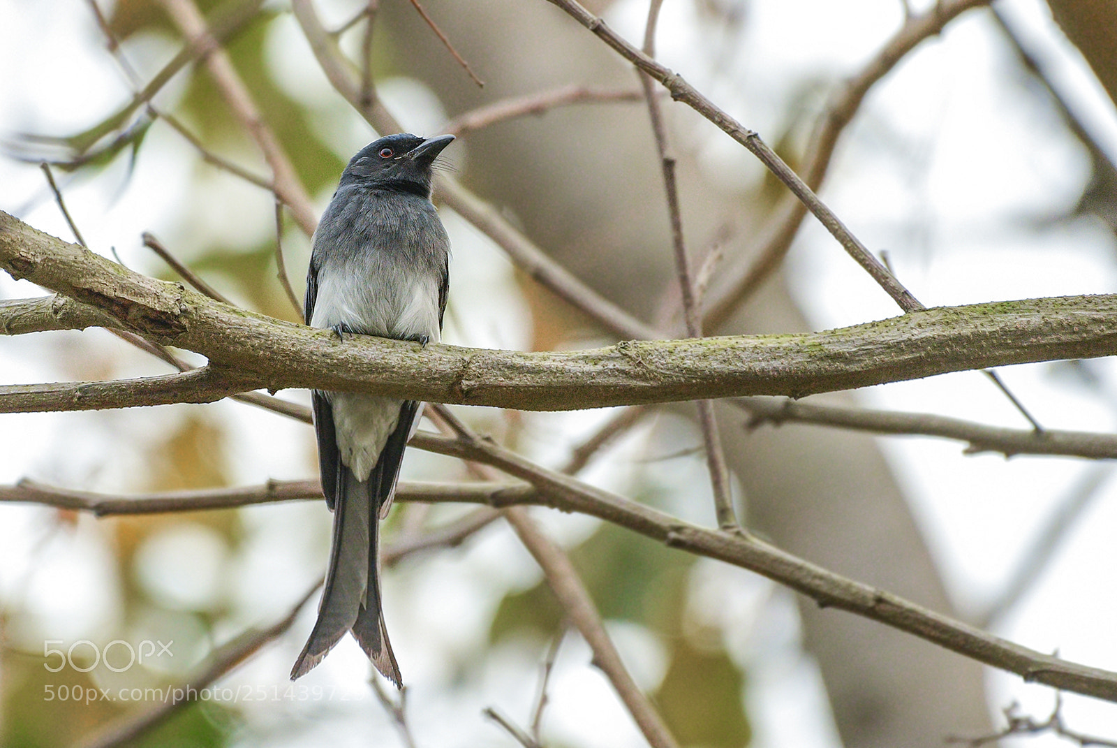 Nikon D500 sample photo. White-bellied drongo photography