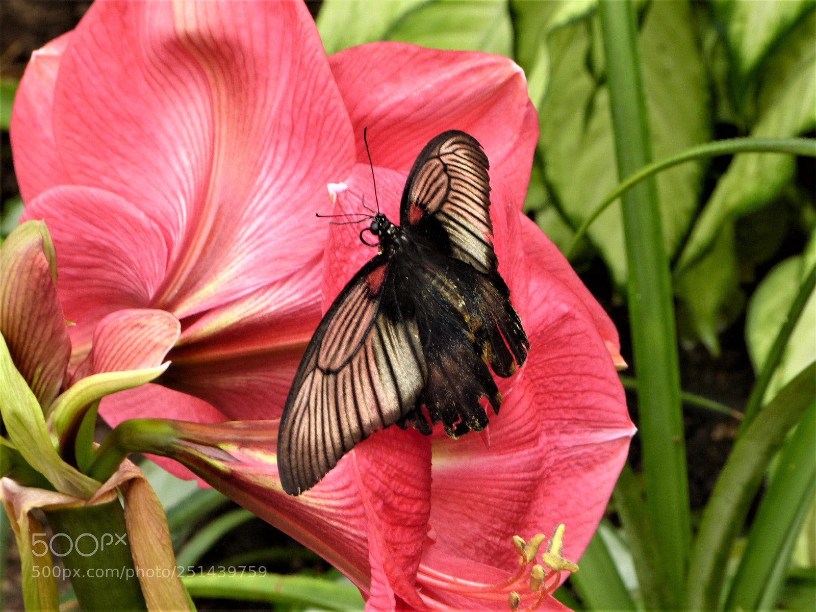 Panasonic Lumix DMC-FZ150 sample photo. Pause fugace photography
