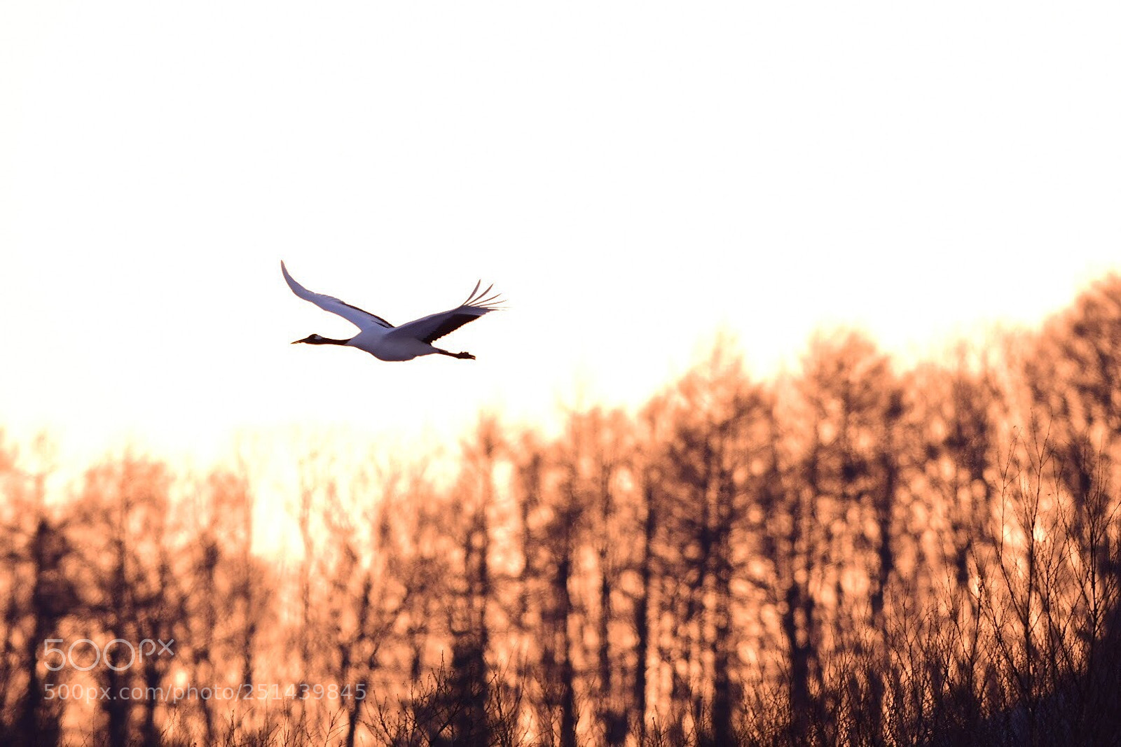 Nikon D500 sample photo. In the sunset photography