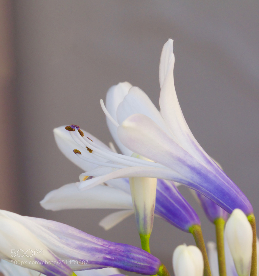Canon EOS 70D sample photo. Img photography