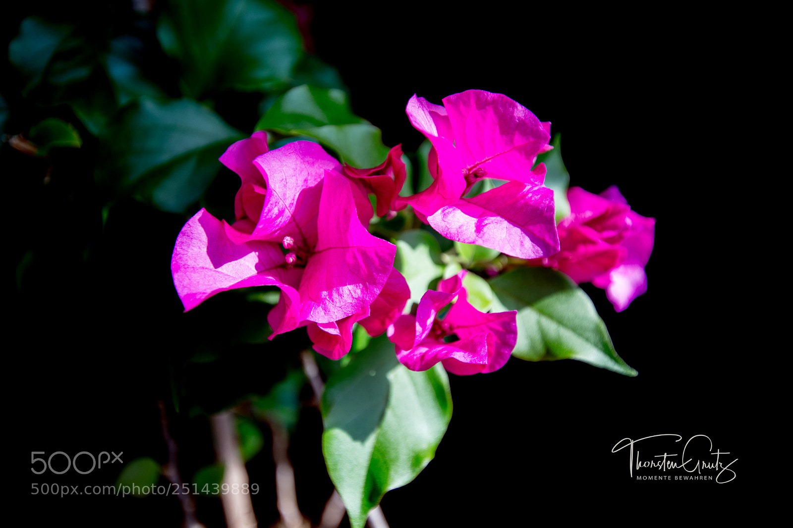 Nikon D7200 sample photo. Bougainville photography