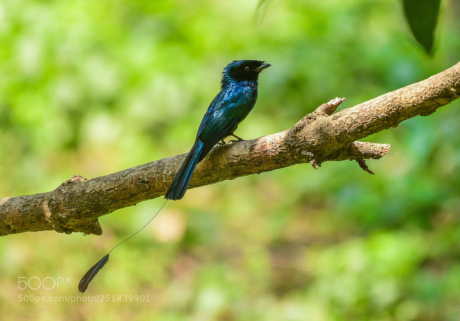 Nikon D500 sample photo. Lesser racket-tailed drongo photography