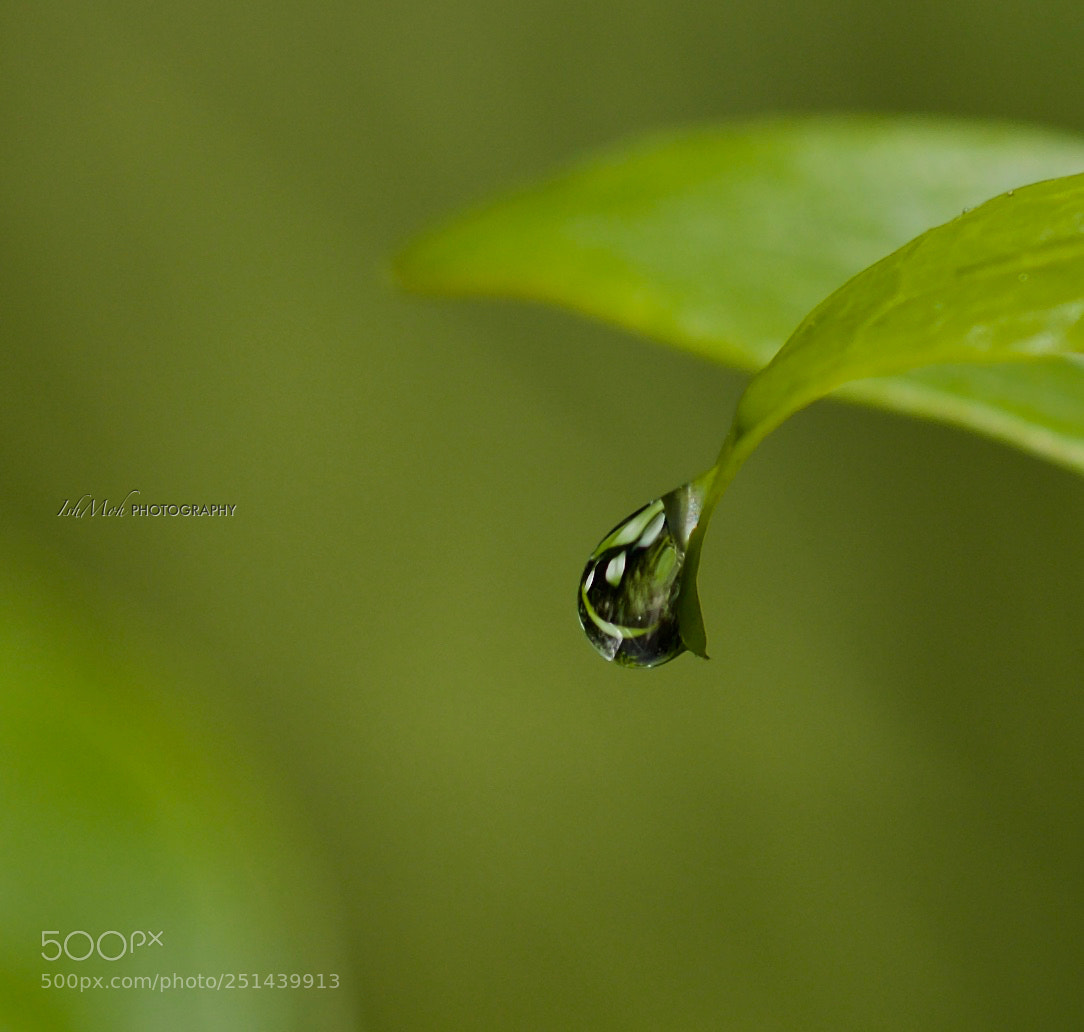 Canon EOS 70D sample photo. Img photography