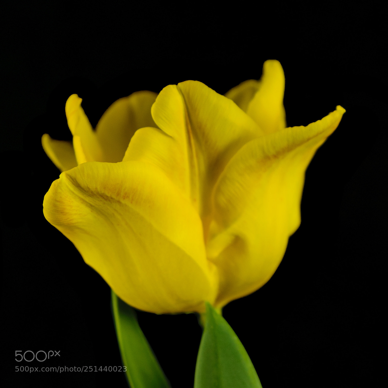 Nikon D5300 sample photo. Tulip photography