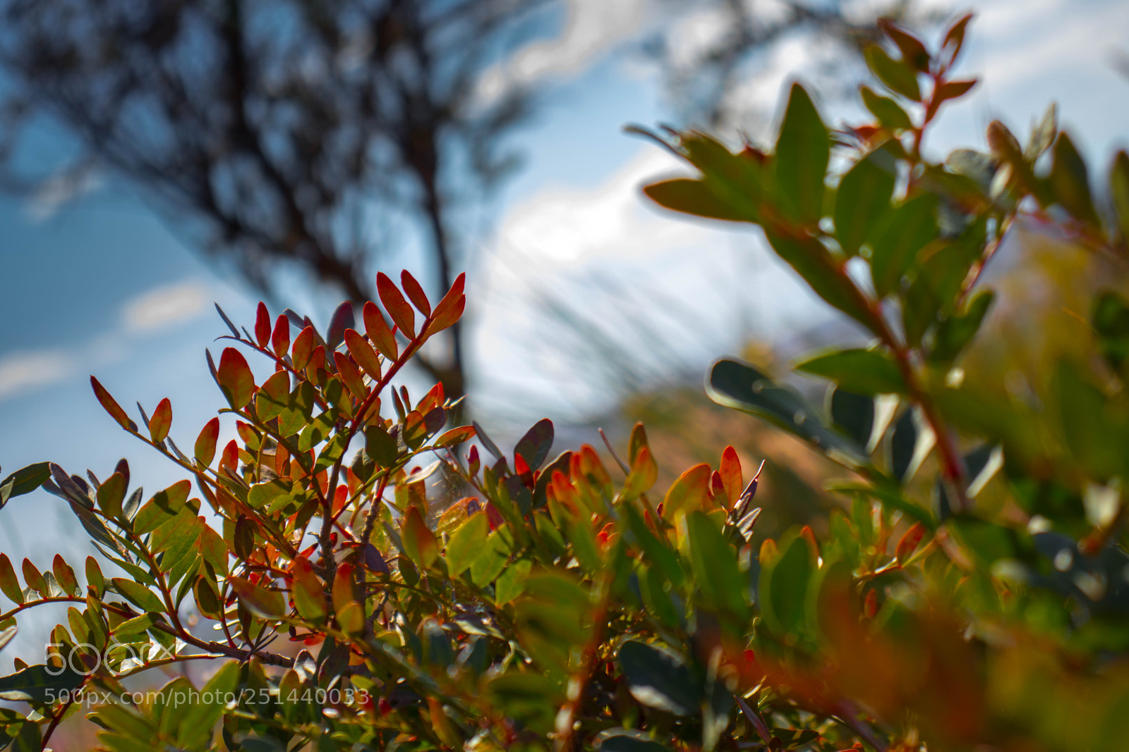 Canon EOS 800D (EOS Rebel T7i / EOS Kiss X9i) sample photo. Planta colorida photography