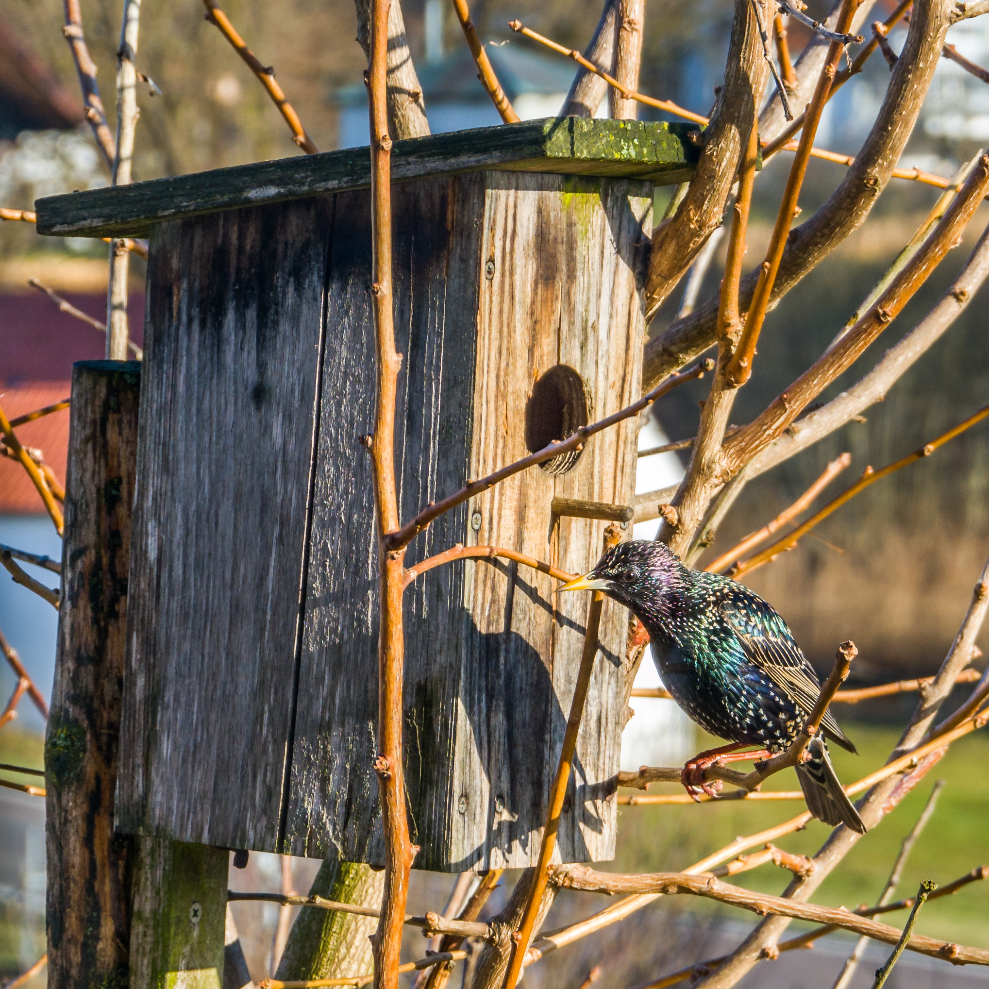 Leica TL2 sample photo. Starling looking for a wife photography