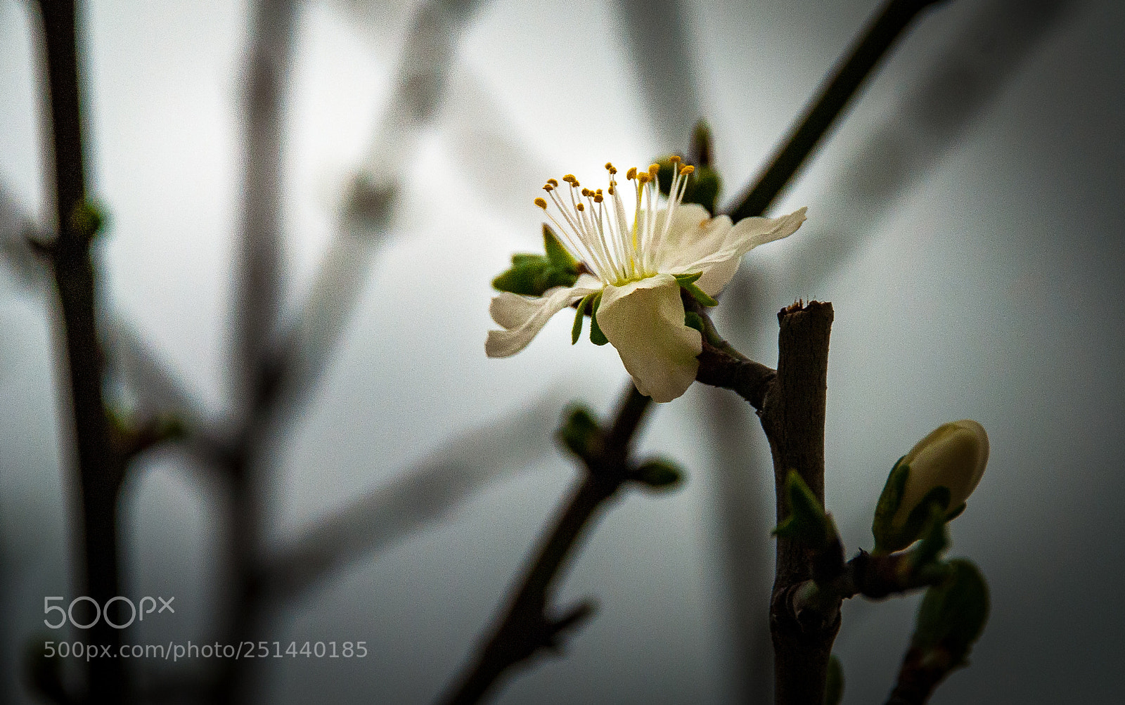 Nikon D80 sample photo. Plum flower photography