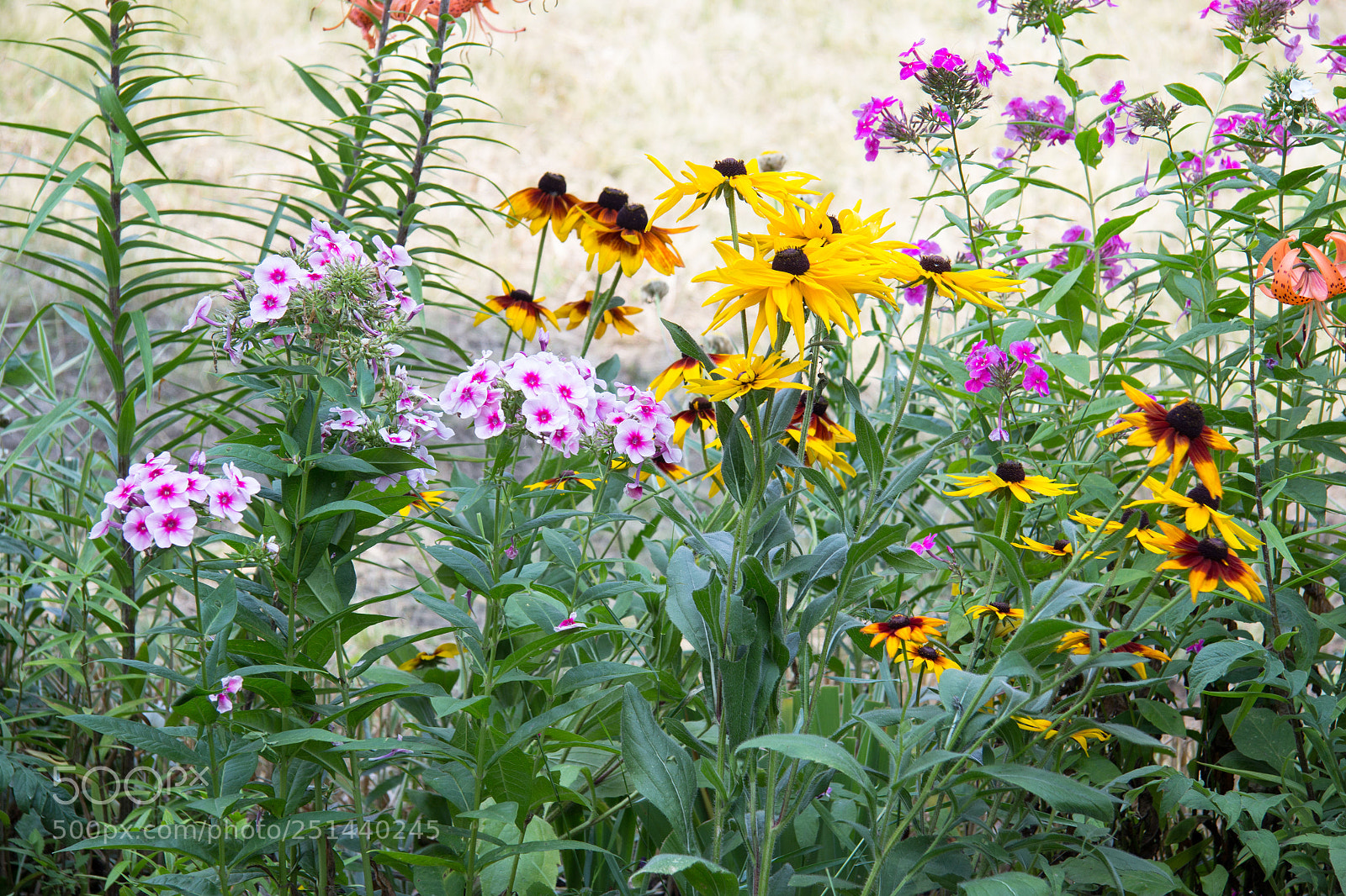 Canon EOS 60D sample photo. Flowers summer sun rose photography