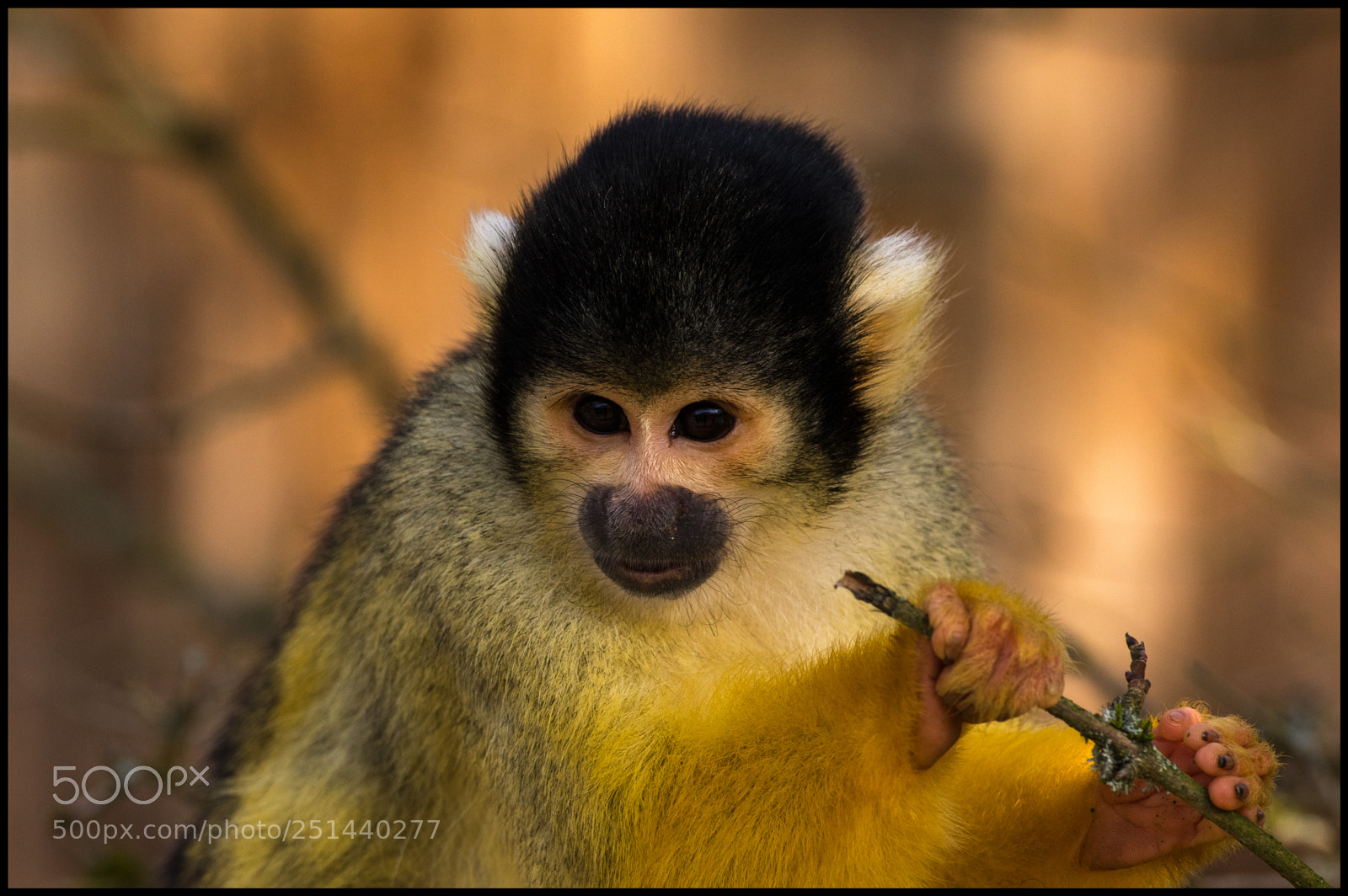 Pentax K-3 sample photo. Totenkopf-affe photography