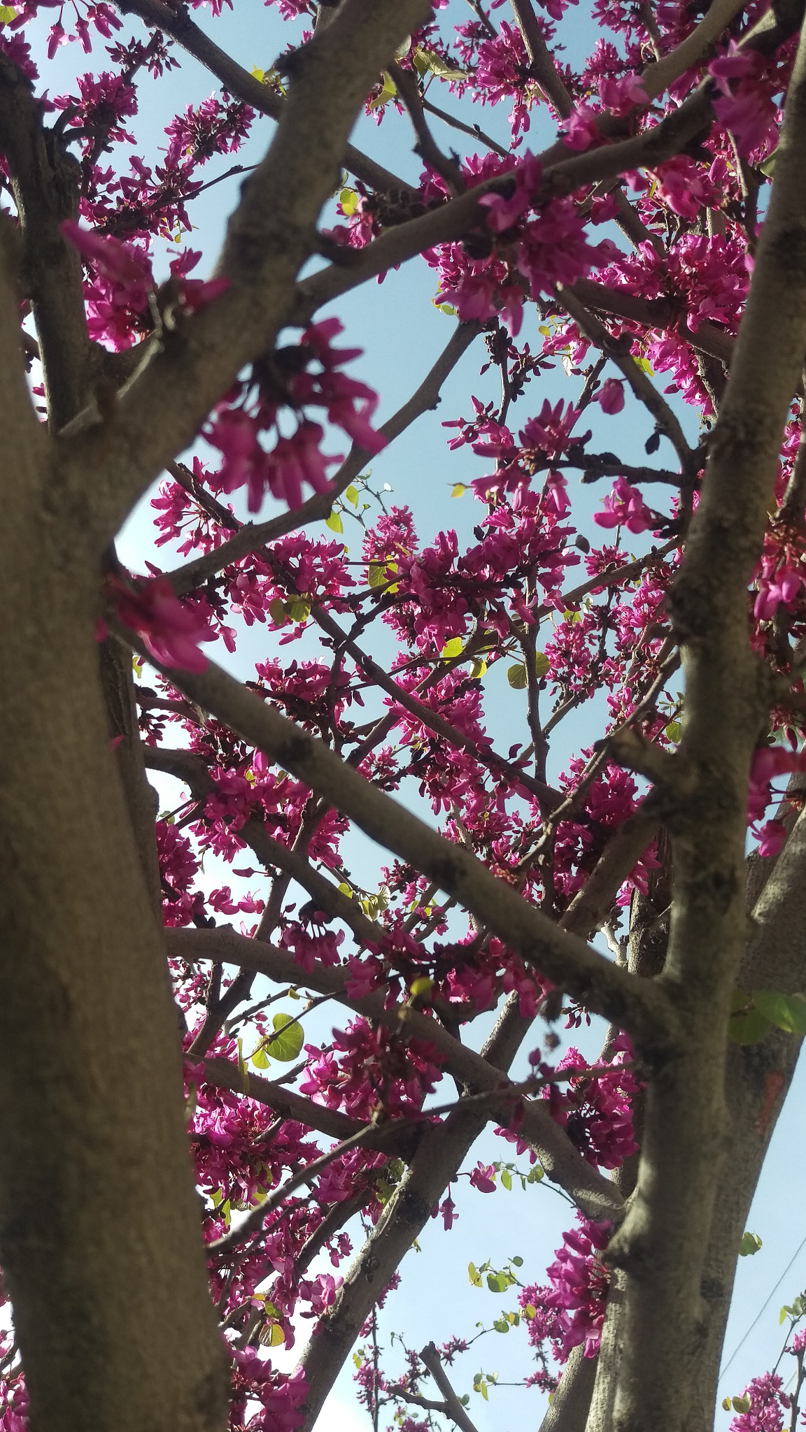 HTC ONE M9 sample photo. Another beautiful beginning photography