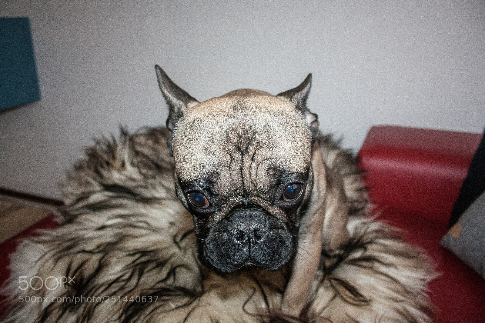 Canon EOS 1000D (EOS Digital Rebel XS / EOS Kiss F) sample photo. Bailey photography