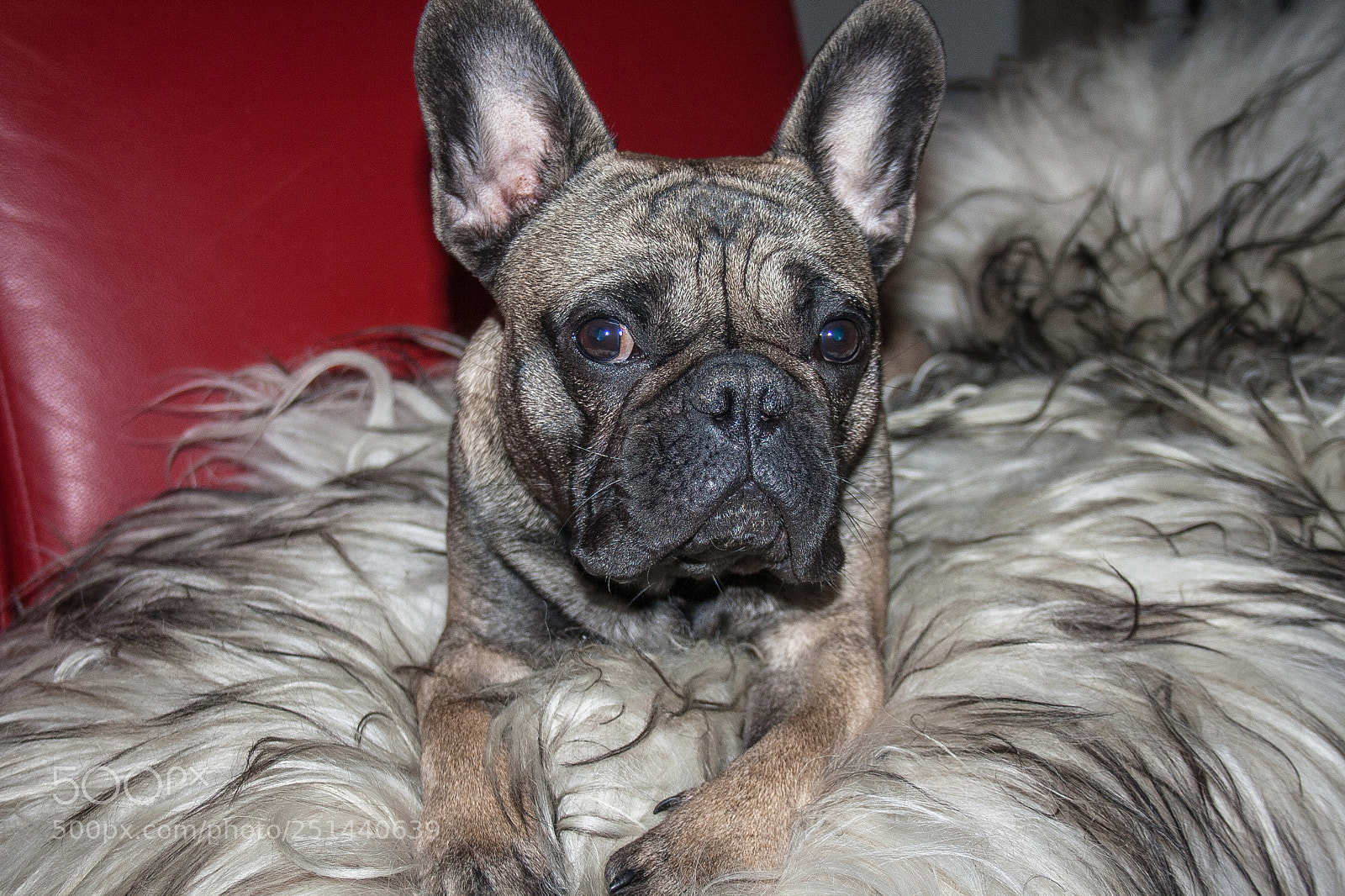 Canon EOS 1000D (EOS Digital Rebel XS / EOS Kiss F) sample photo. Bailey photography