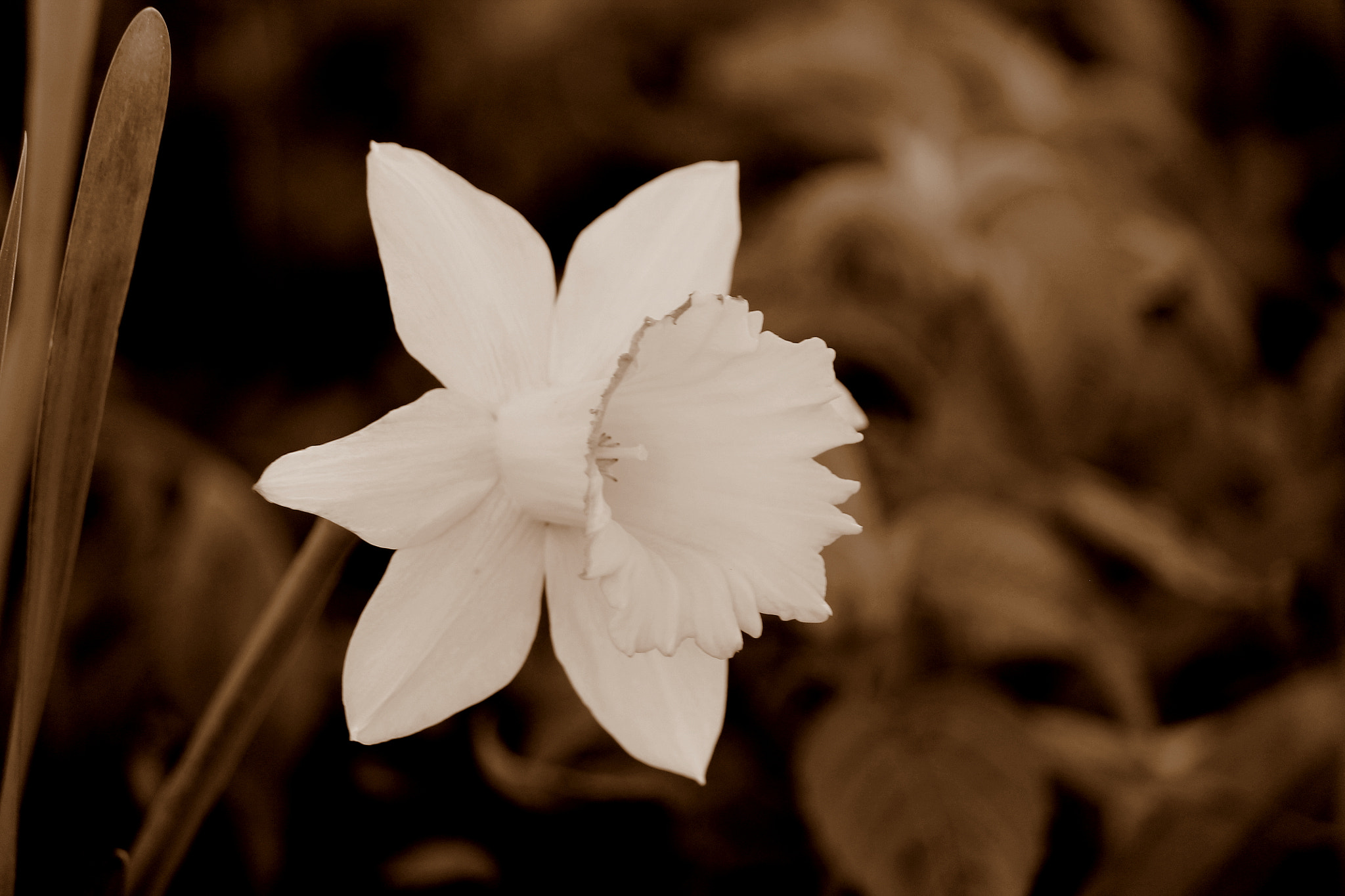 Canon EOS 1100D (EOS Rebel T3 / EOS Kiss X50) sample photo. Narcissus: trumpet daffodil, louisiana, march 2012 photography