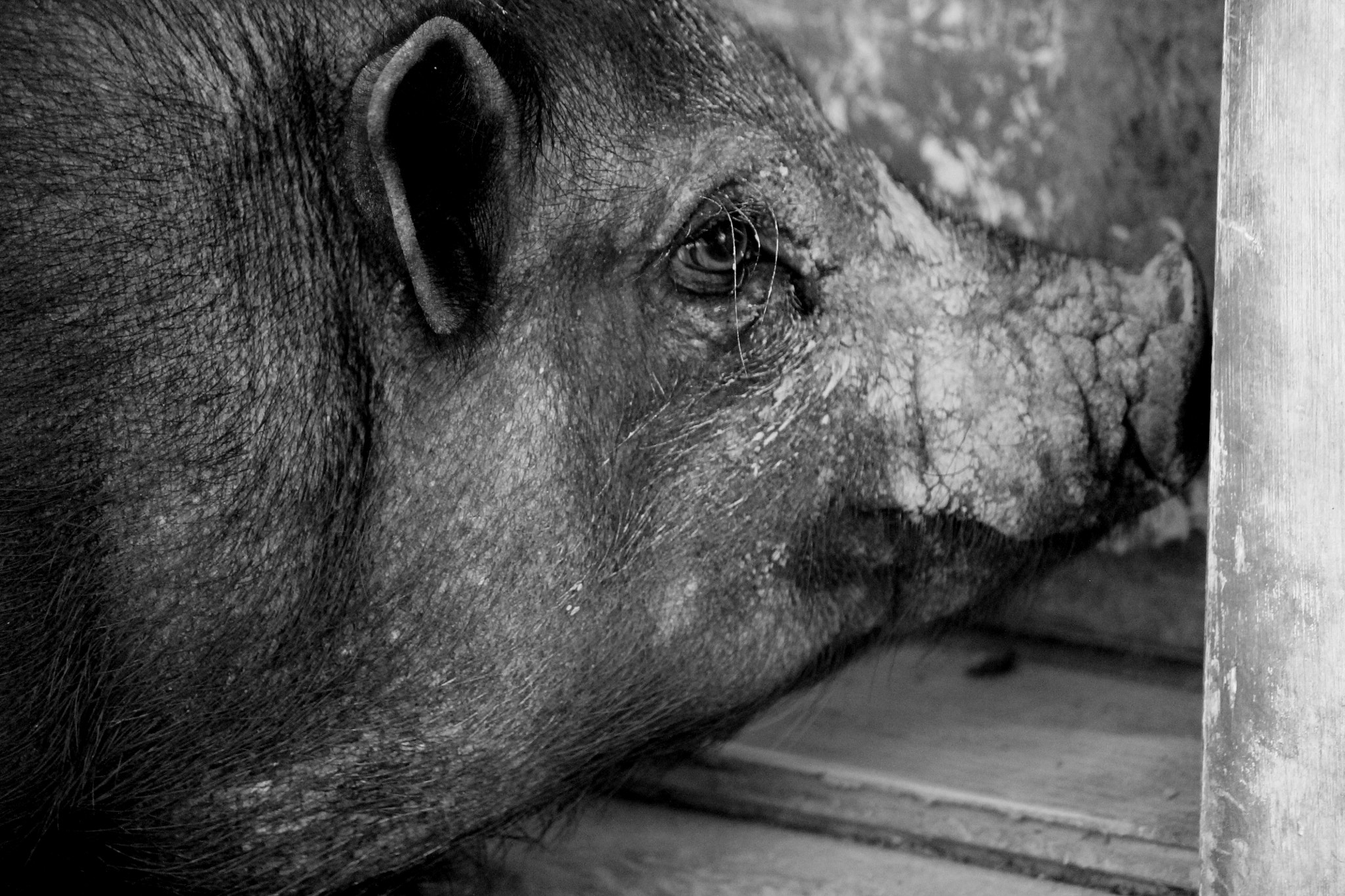 Canon EOS 1100D (EOS Rebel T3 / EOS Kiss X50) sample photo. Black and white pig, louisiana, april 2012 photography