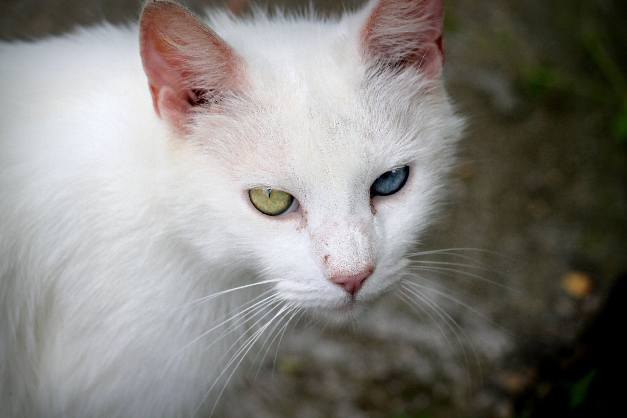 Canon EOS 1100D (EOS Rebel T3 / EOS Kiss X50) sample photo. Multi-colored eyes, louisiana, may 2012 photography