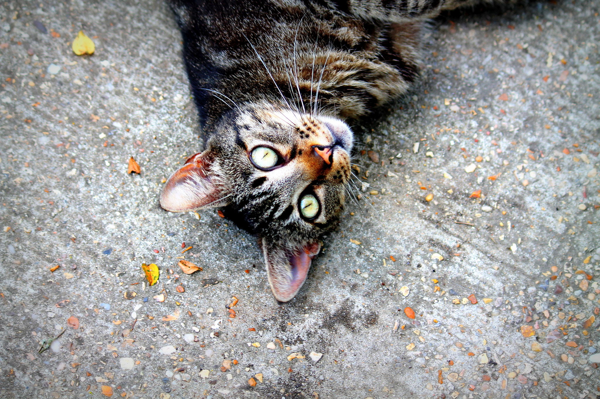 Canon EOS 1100D (EOS Rebel T3 / EOS Kiss X50) sample photo. Tiger-cat, louisiana, may 2012 photography